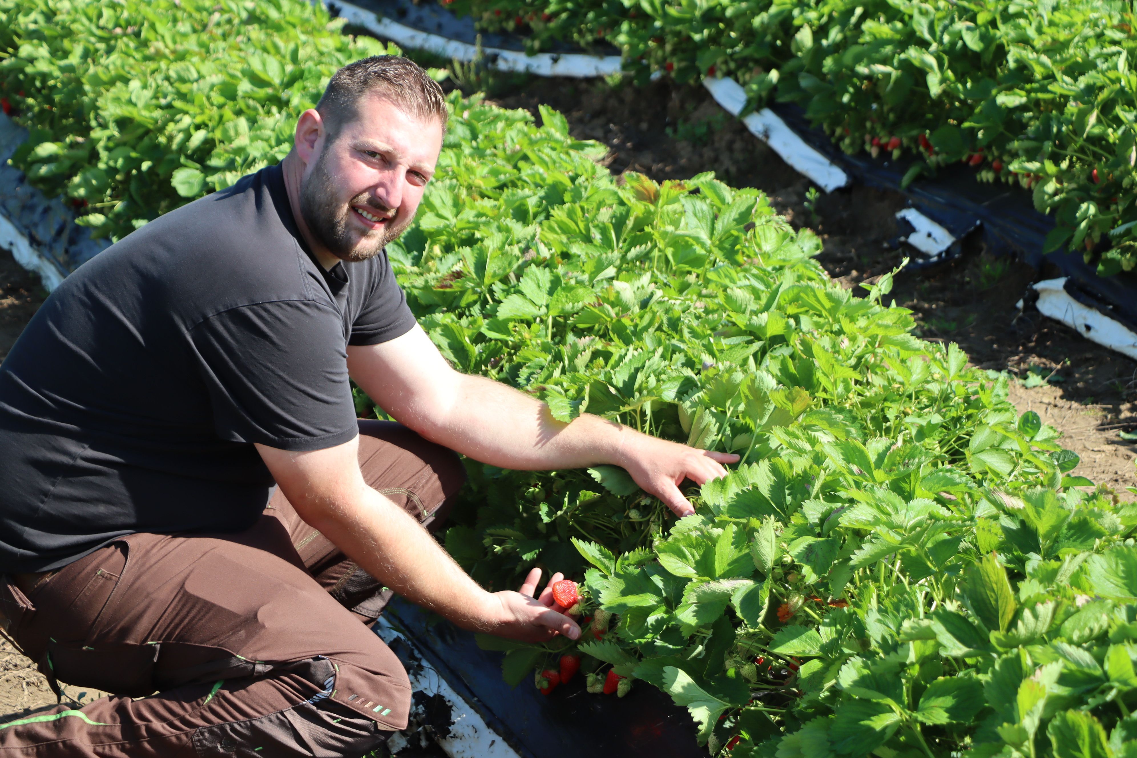 Ein Mann hockt neben Erdbeeren.