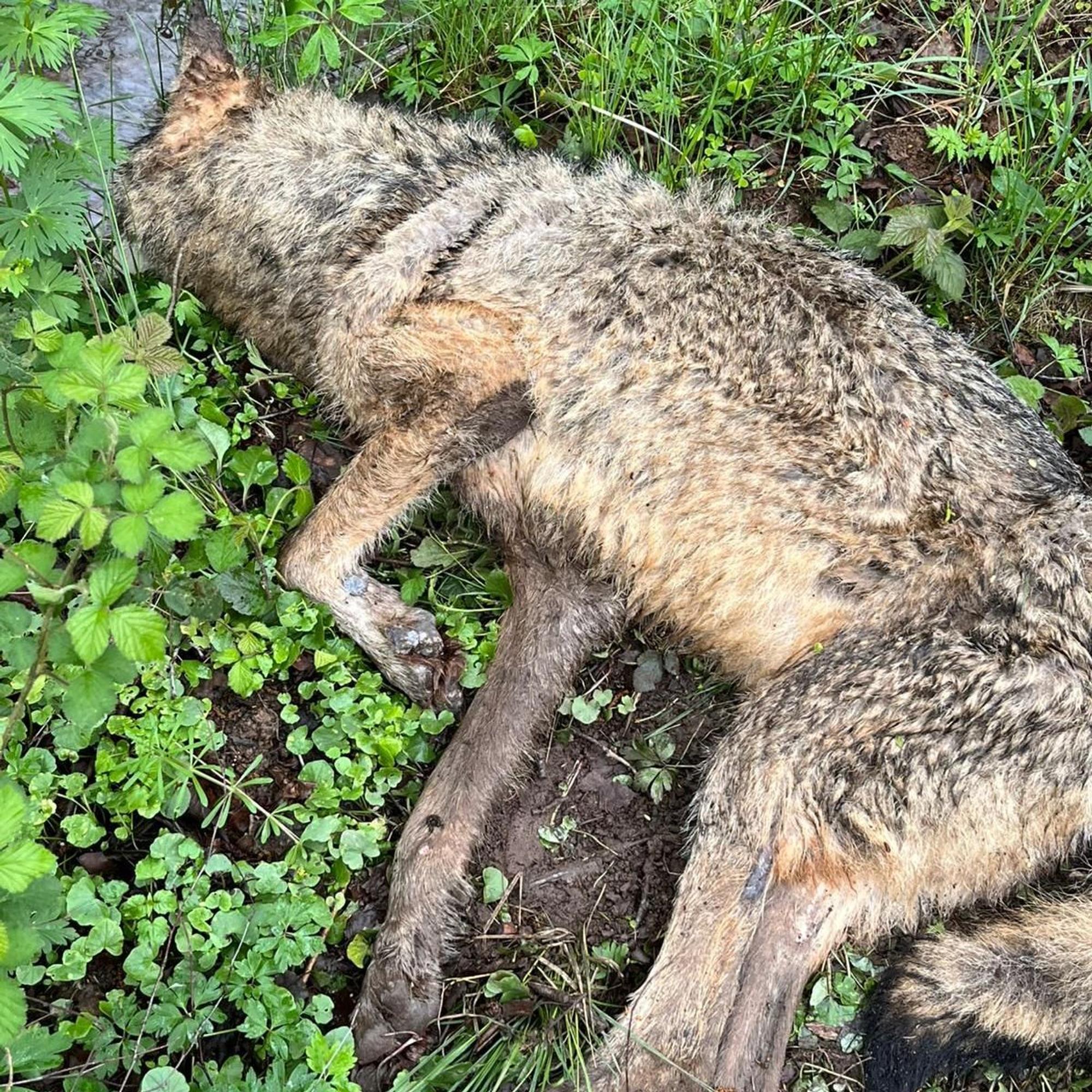 Der Wolf liegt mit einem angewinkelten Lauf an einem kleinen Bachlauf.