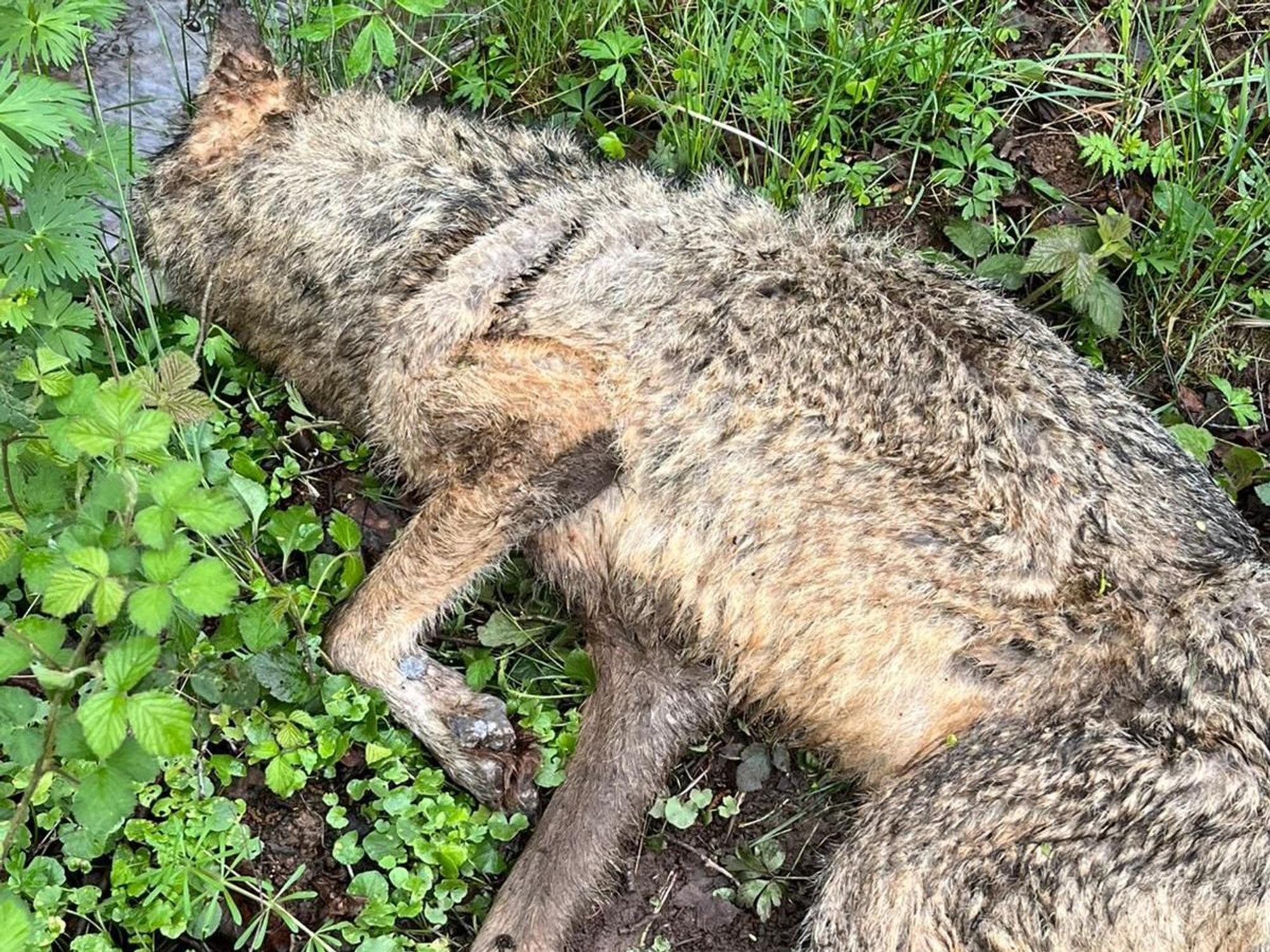 Das Bild zeigt einen toten Wolf, der an einem Bach im Grünen liegt.