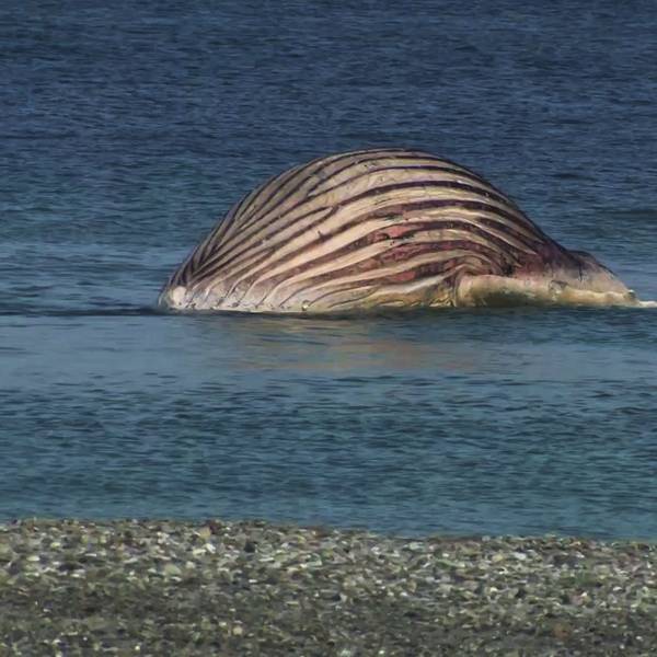 Der tote Buckelwal „Timmy“ liegt aufgebläht vor der dänischen Insel Anholt.