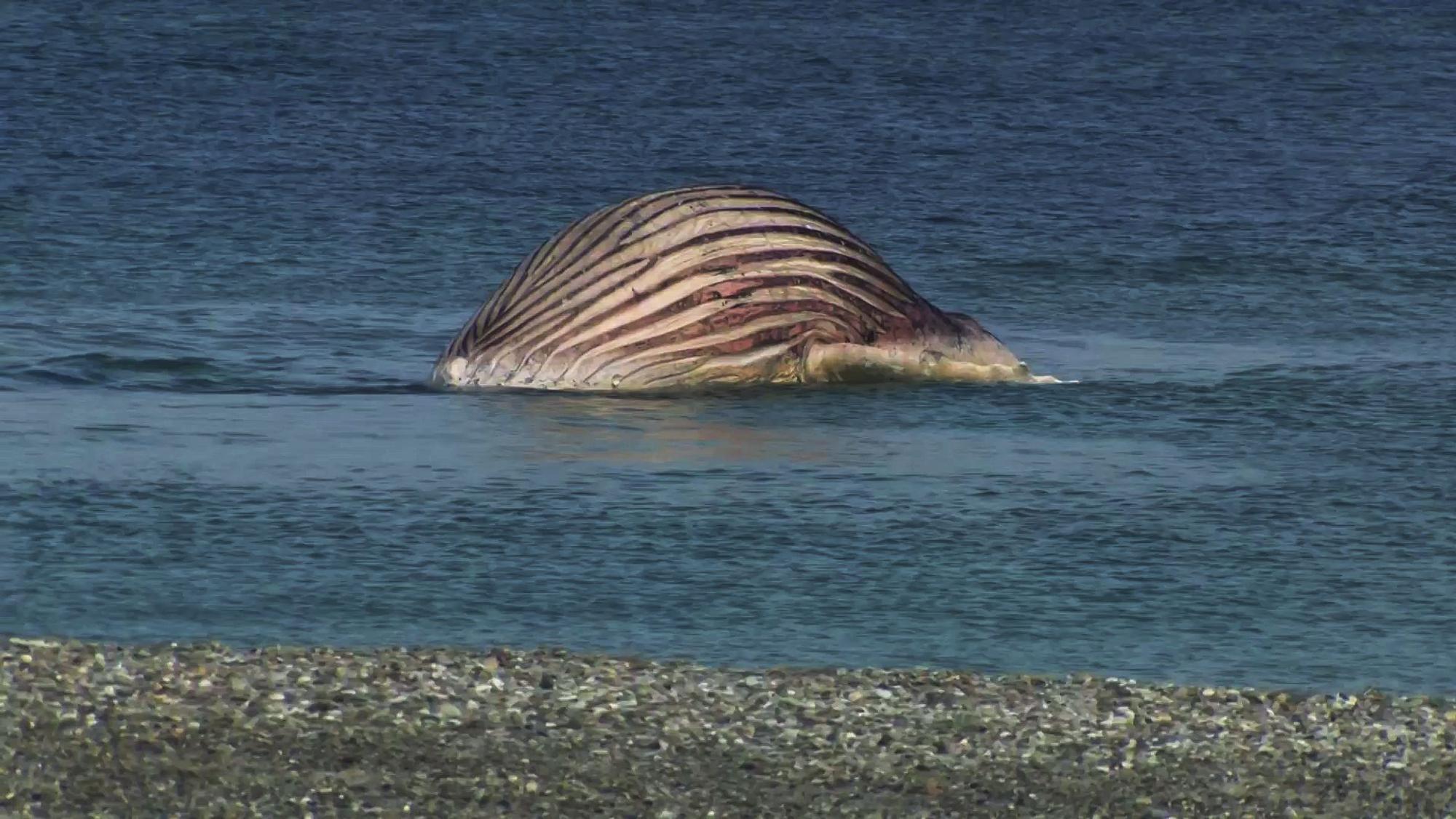 Der tote Buckelwal „Timmy“ liegt aufgebläht vor der dänischen Insel Anholt.