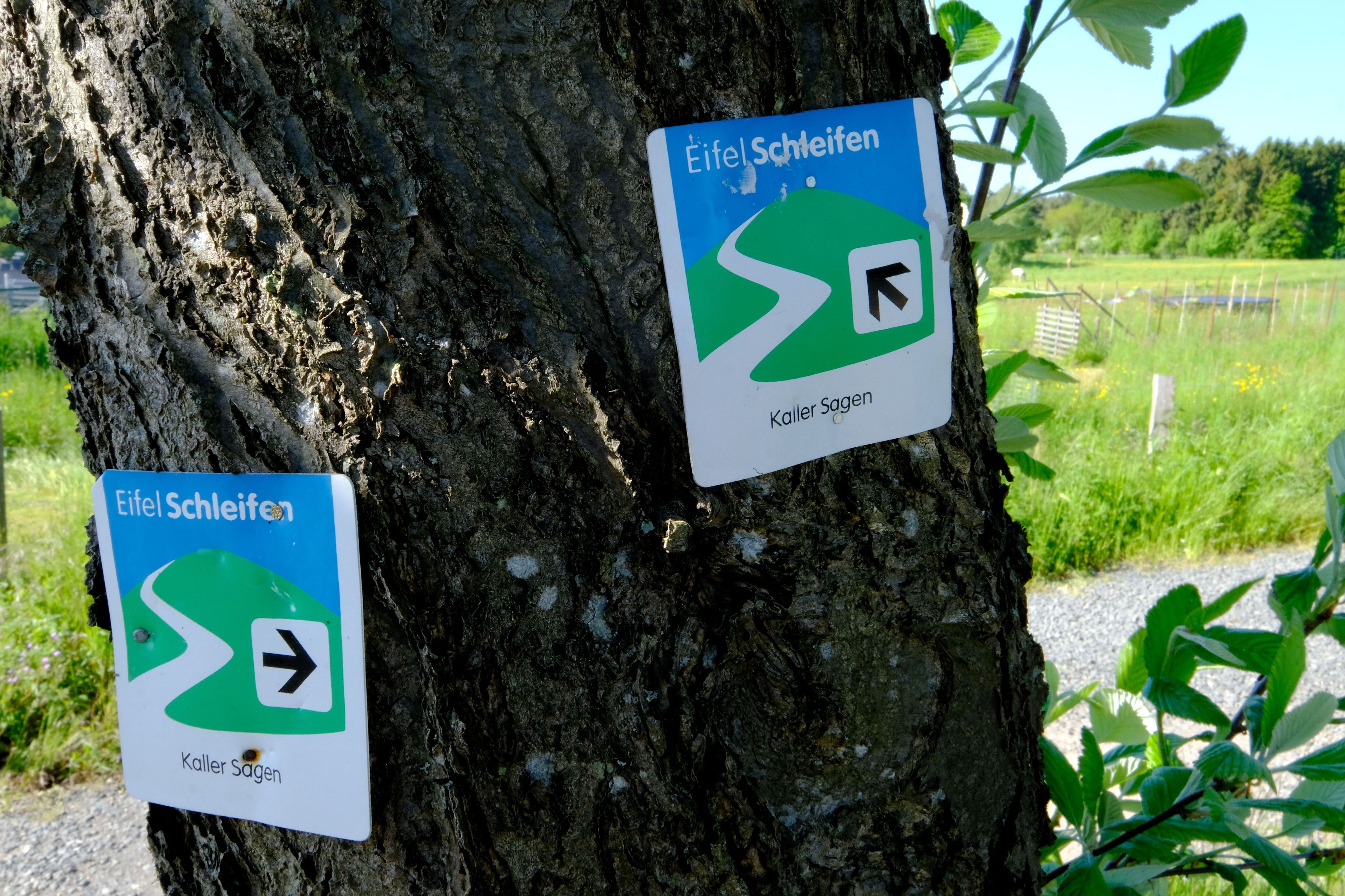 Hinweisschilder der Eifelschleife "Kaller Sagen" an einem Baum weisen Wanderern den Weg.