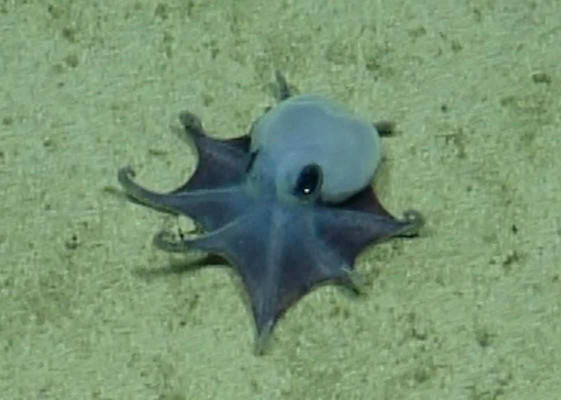 Eine Aufnahme eines winzigen Oktopus, der auf eine Handfläche passen würde. Forscher haben in der Tiefsee vor den Galápagos-Inseln eine neue, faszinierende Tierart entdeckt: einen winzigen blauen Oktopus.