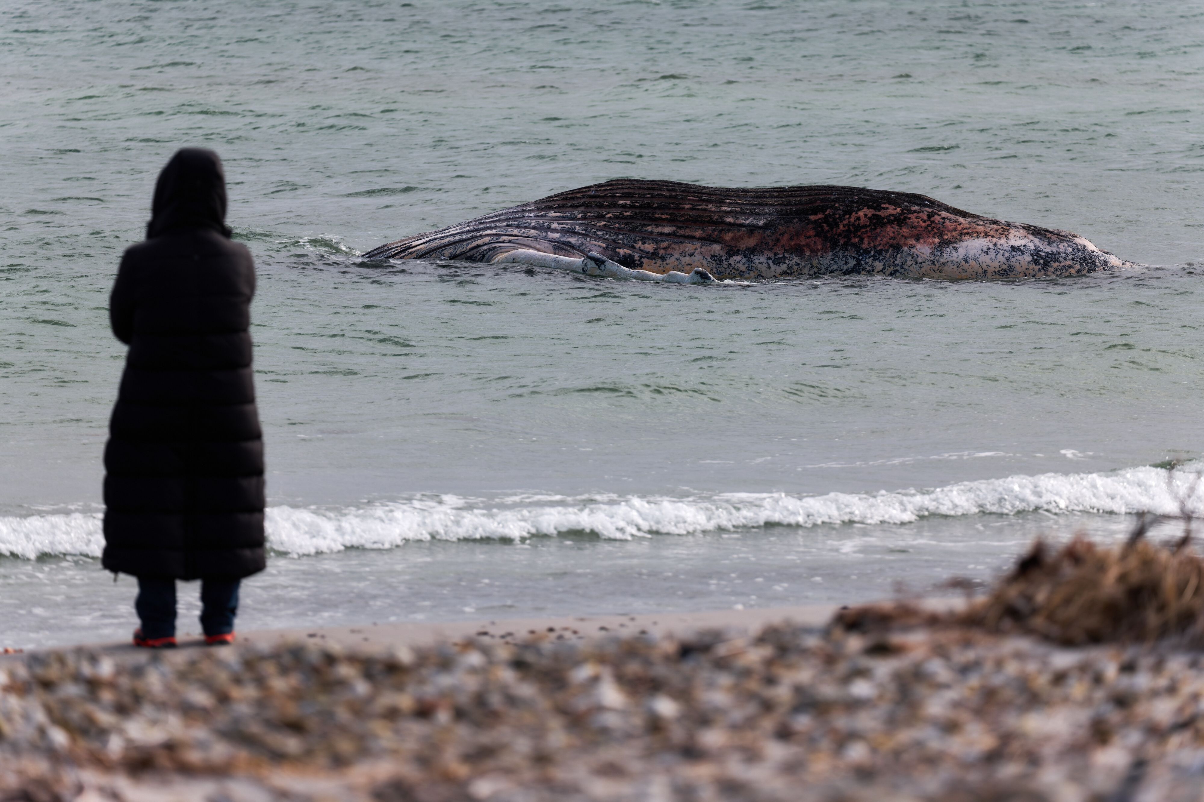Eine Tierärztin steht am Ufer unweit vom toten Buckelwal, der vor der dänischen Insel Anholt liegt. Es handelt sich um den als Timmy bekannten Buckelwal, der Ende März erstmals vor Timmendorfer Strand gestrandet war und rund einen Monat später in die Nordsee transportiert wurde.