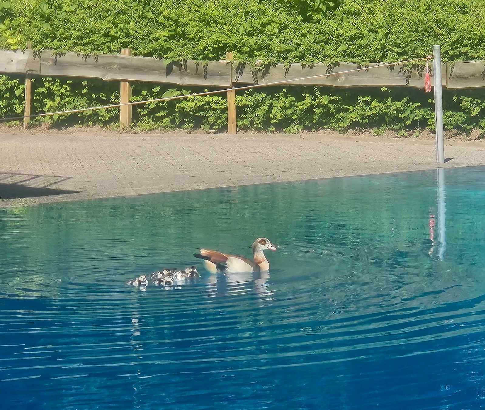 Ungebetene Badegäste im Pulheimer Freibad.