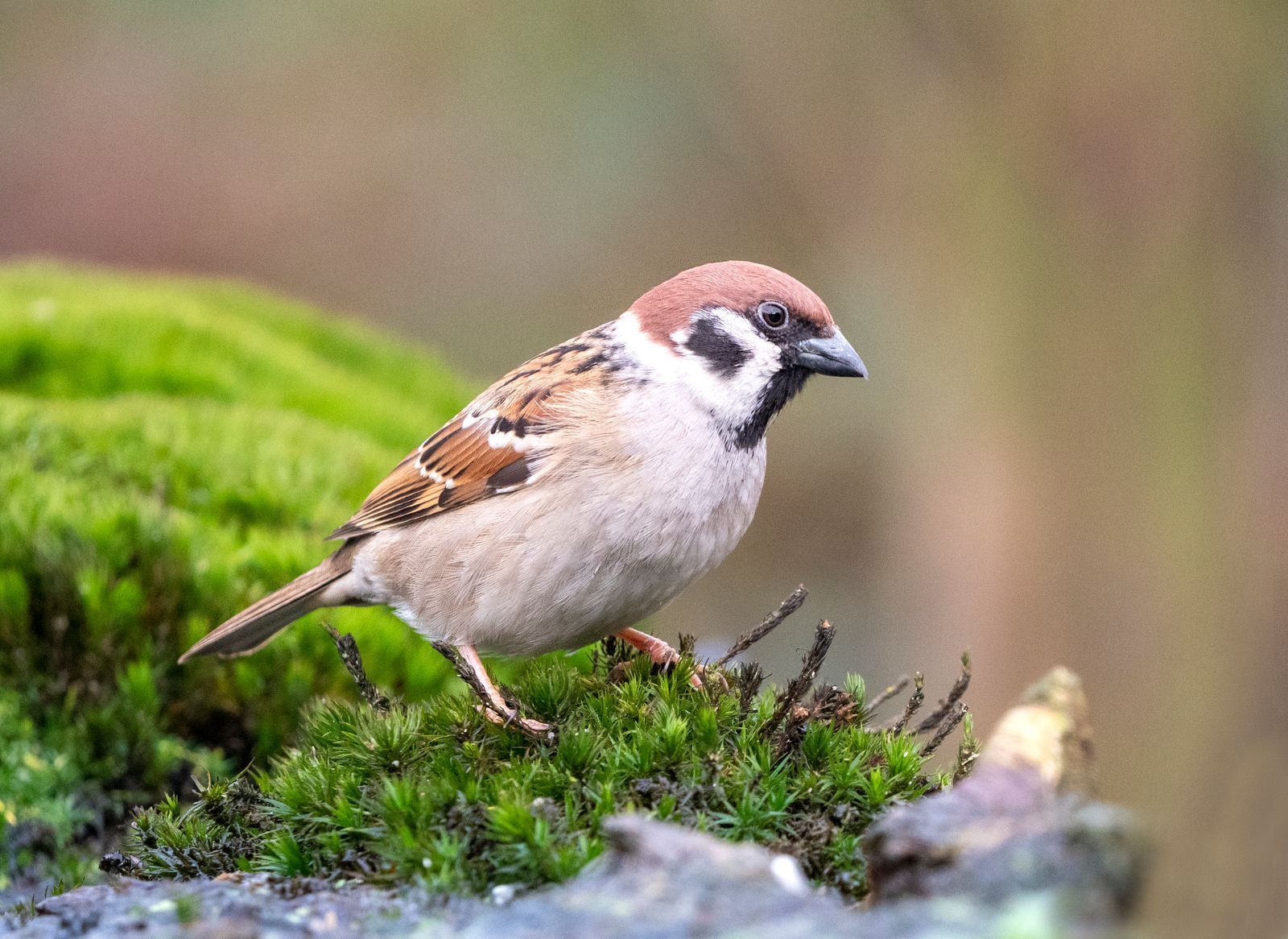 Der Bestand häufiger Vogelarten, wie etwa des Haussperlings, nimmt in Deutschland ab. (Bild: iStock/AGAMI stock)
