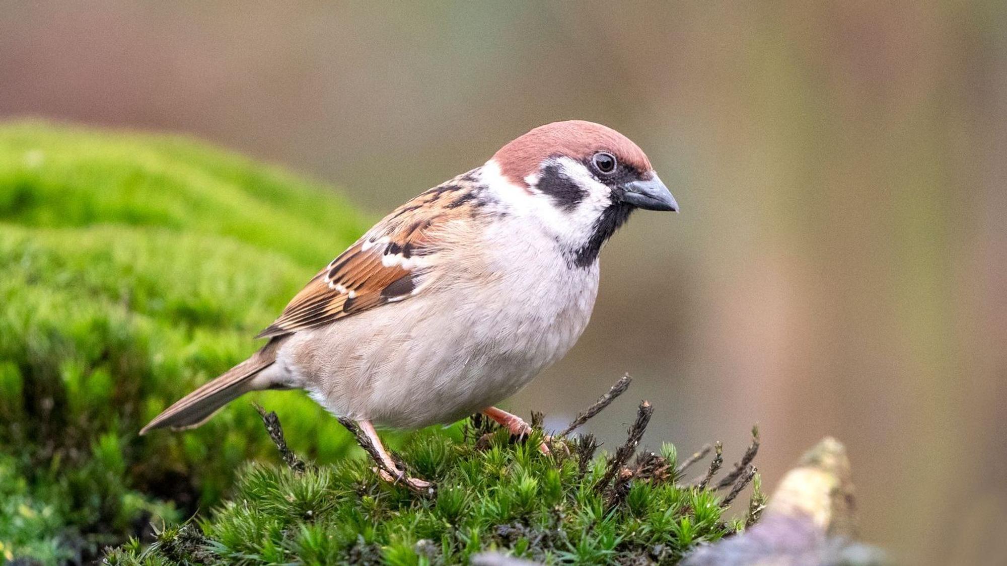 Der Bestand häufiger Vogelarten, wie etwa des Haussperlings, nimmt in Deutschland ab. (Bild: iStock/AGAMI stock)