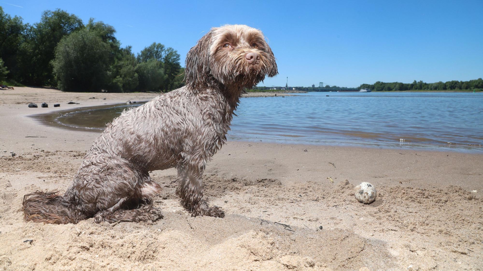 Hotdog am Strand: Sogar für den dreijährigen Moglie ist das Spielen derzeit zu heiß. Eine kleine Abkühlung gibt es für den Vierbeiner in Rodenkirchen.