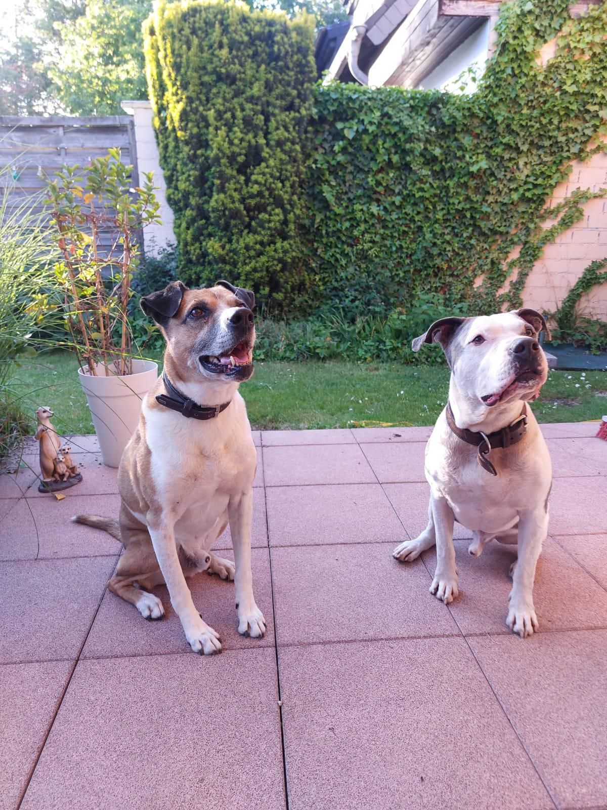 Auf dem Bild ist ein sitzender Hund zu sehen.