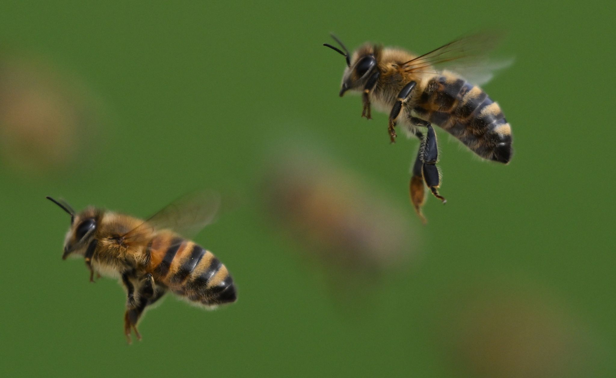 Honigbienen im Flug