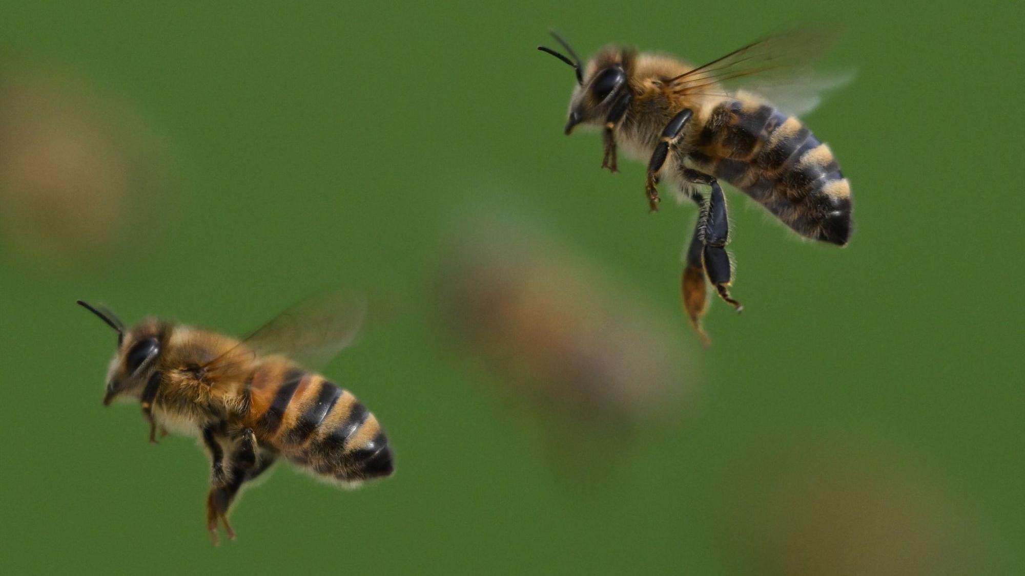 Honigbienen im Flug