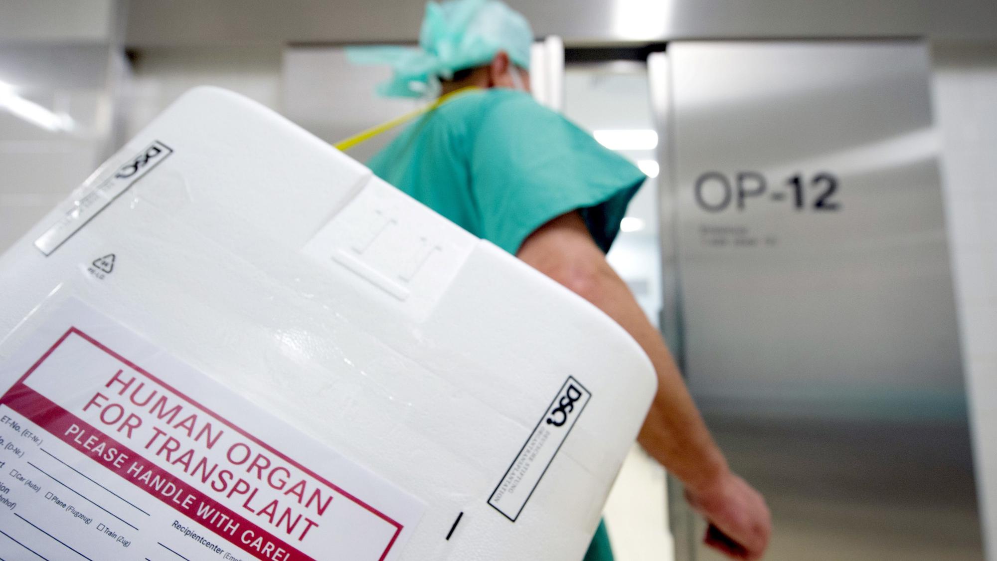 Ein Styropor-Behälter zum Transport von zur Transplantation vorgesehenen Organen zum Eingang eines OP-Saales getragen.