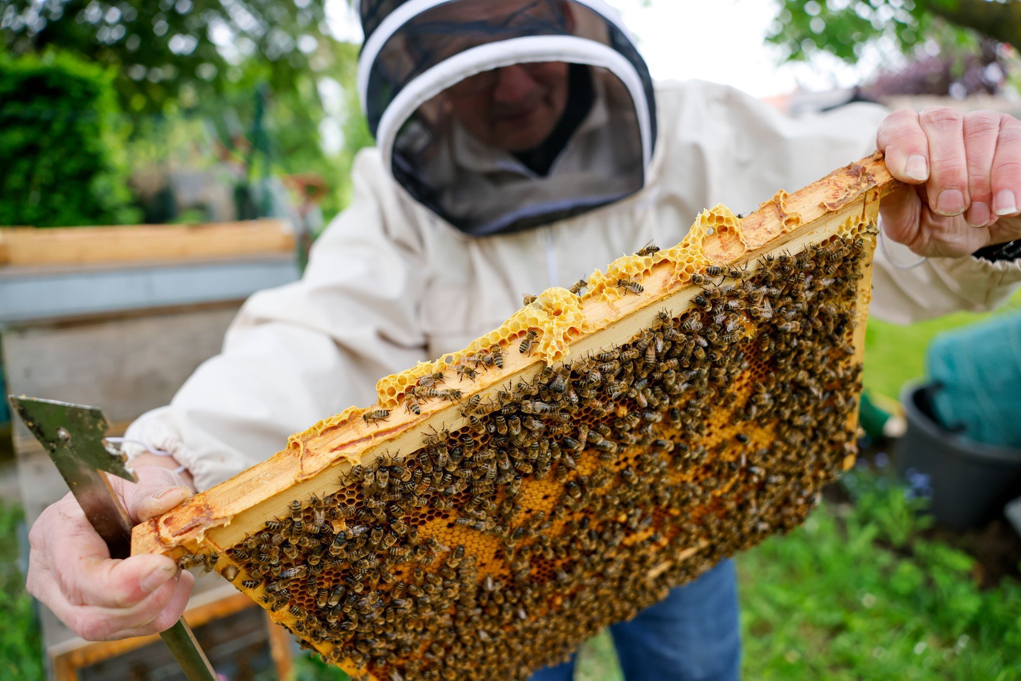 Bienenschutz in NRW