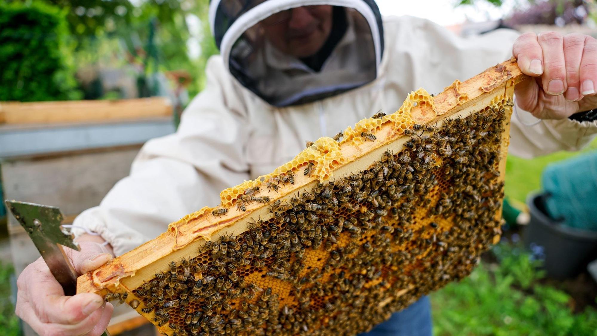 Bienenschutz in NRW