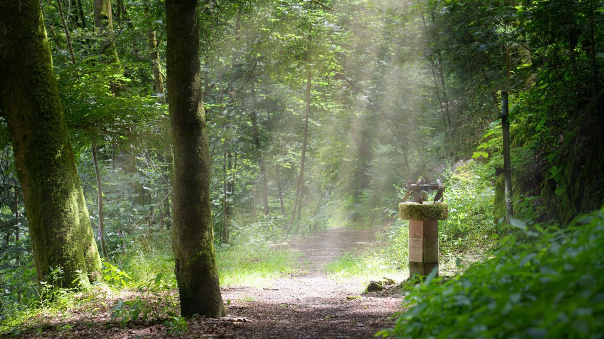 Das Foto zeigt das Denkmal am „Hexentanzplatz“ im Wald oberhalb von Neuerburg in der Eifel.