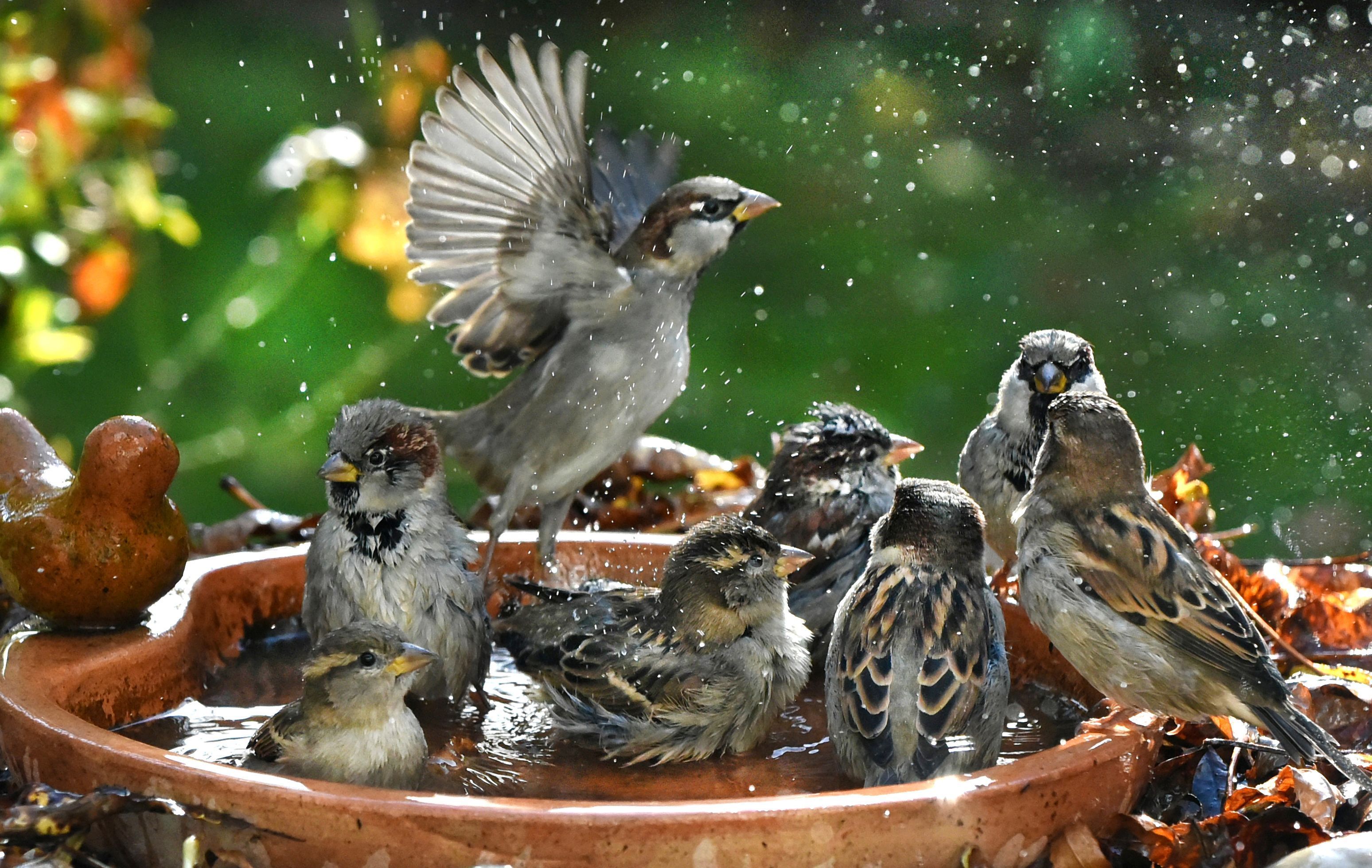 ARCHIV - 02.11.2022, Sachsen, Leipzig: Haussperlinge, auch als Spatzen bekannt, nutzen mit ihren Jungen eine Vogeltränke zum gemeinsamen Bad. Haussperlinge, auch als Spatzen bekannt, wurden in Thüringen bei einer Zählungsaktion in diesem Jahr seltener gesichtet.  (zu dpa: ««Alarmsignal»: Nabu sorgt sich um Sperlinge») Foto: Waltraud Grubitzsch/dpa +++ dpa-Bildfunk +++