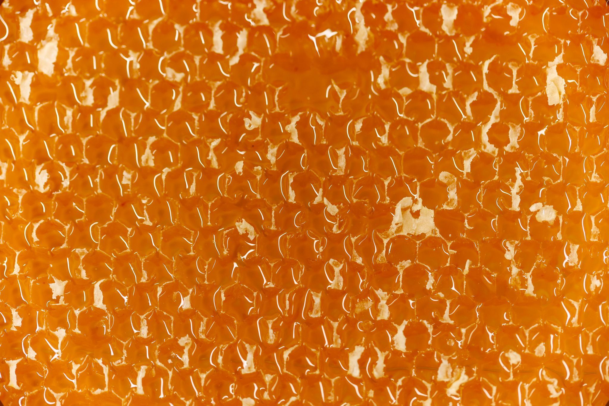 Bienenschutz in NRW