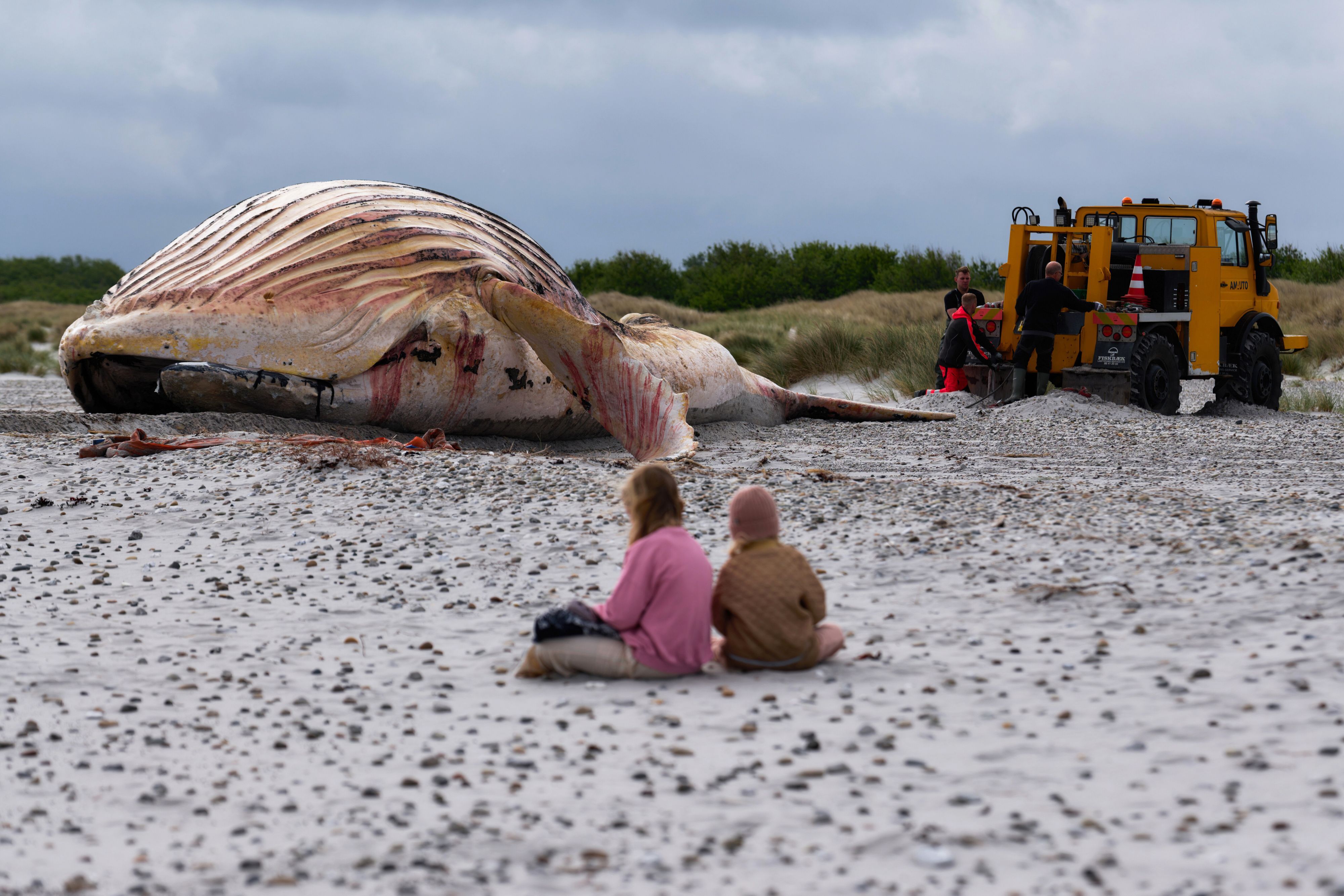 Der tote Wal liegt am Strand der dänischen Insel Anholt, nachdem er aus dem Wasser gezogen wurde, davor sitzen zwei Personen im Sand.