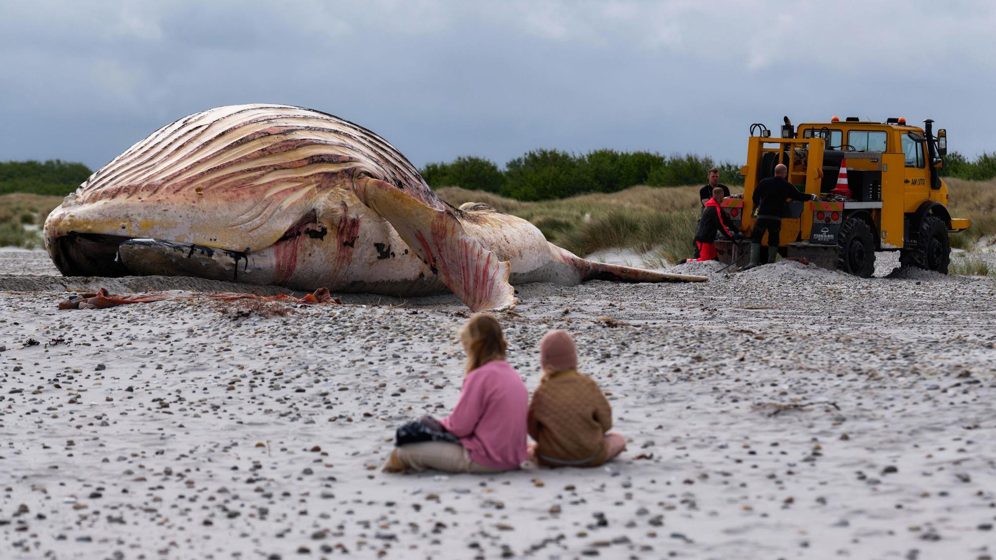 Der tote Wal liegt am Strand der dänischen Insel Anholt, nachdem er aus dem Wasser gezogen wurde, davor sitzen zwei Personen im Sand.