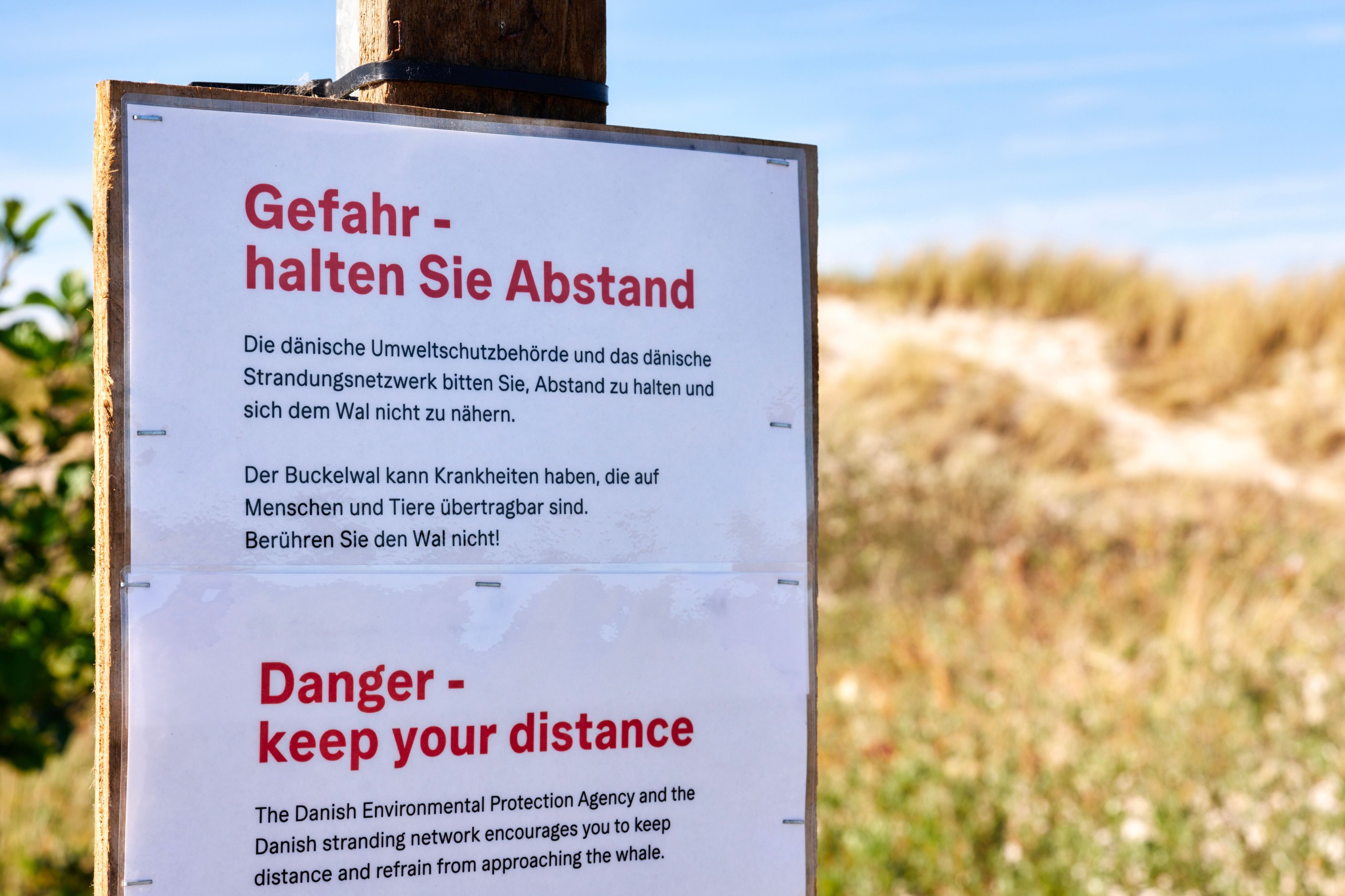 Die dänische Umweltschutzbehörde und das dänische Strandungsnetzwerk warnen auf einem Schild am Strand der dänischen Insel Anholt davor, sich dem toten Wal zu nähern.