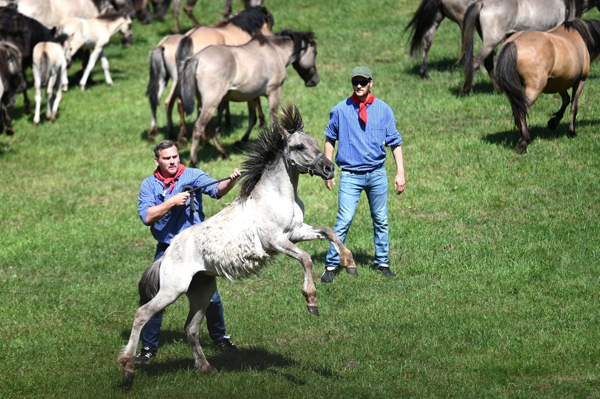 Traditioneller Fang der Wildpferde im Merfelder Bruch