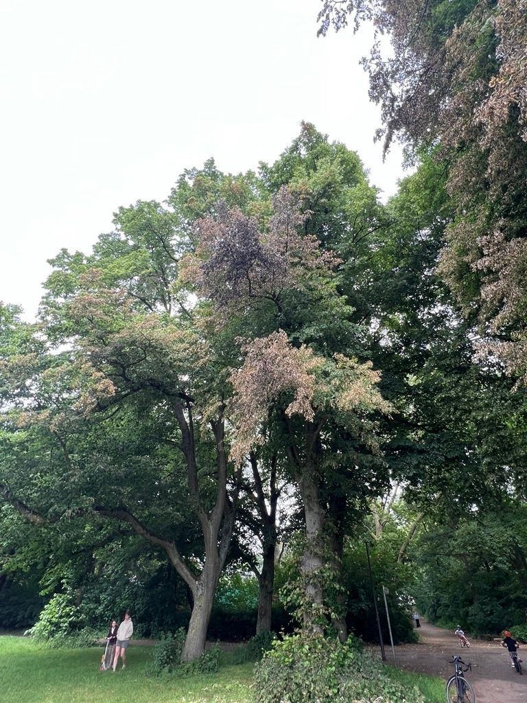 Die Flammen haben auch die Blätter dieses Baumes im Beethovenpark versengt.