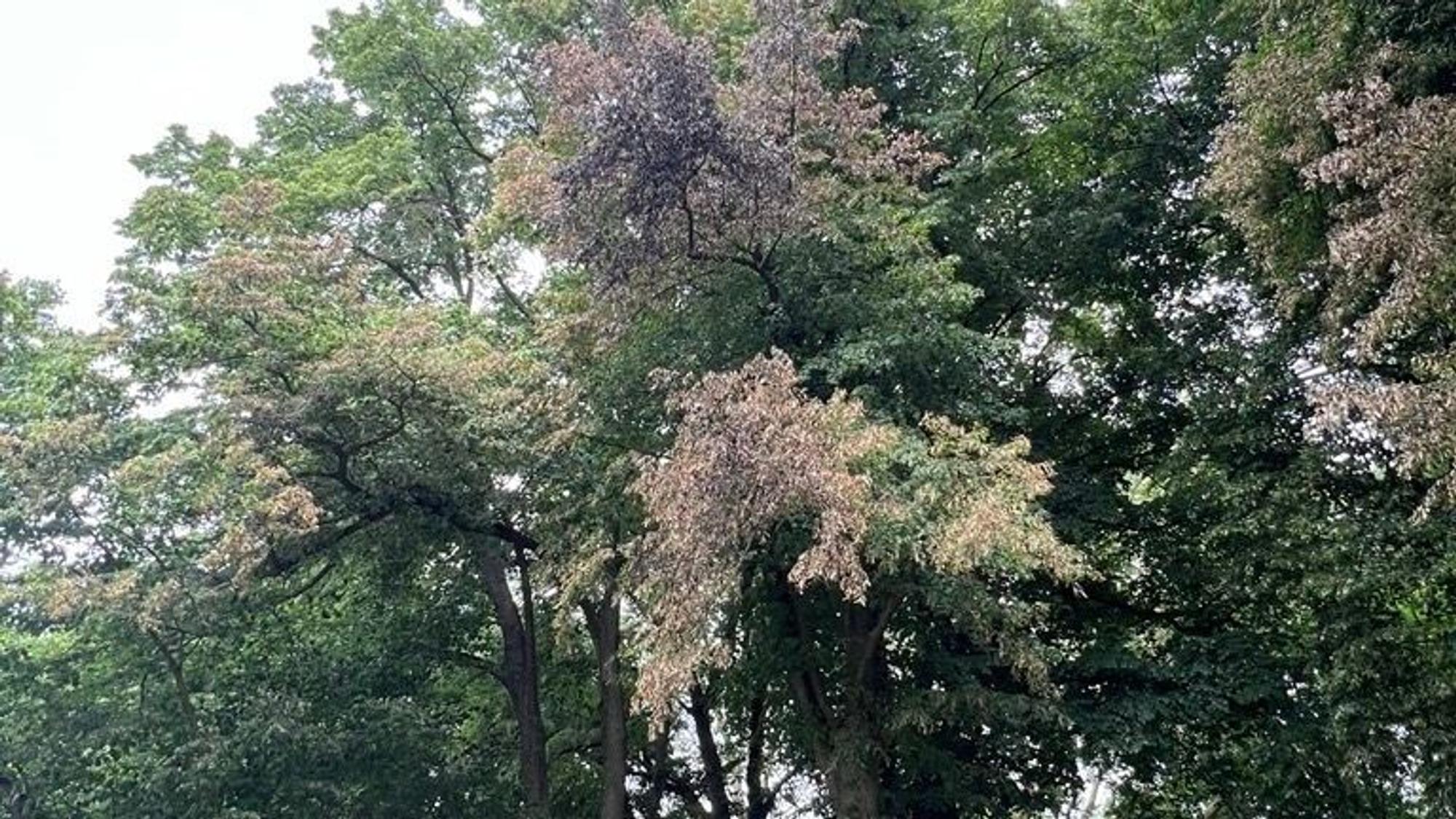 Die Flammen haben auch die Blätter dieses Baumes im Beethovenpark versengt.