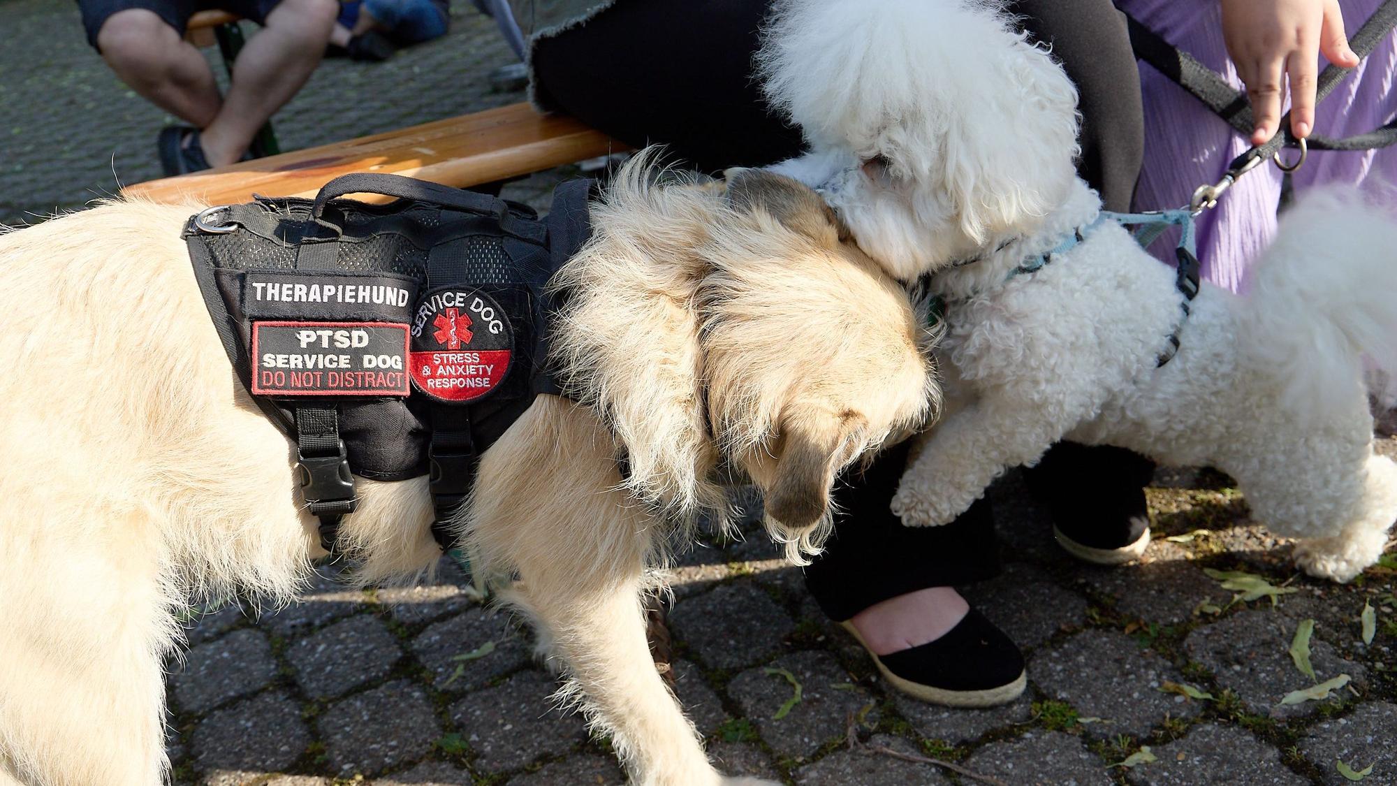 Zwei Hunde spielen miteinander.