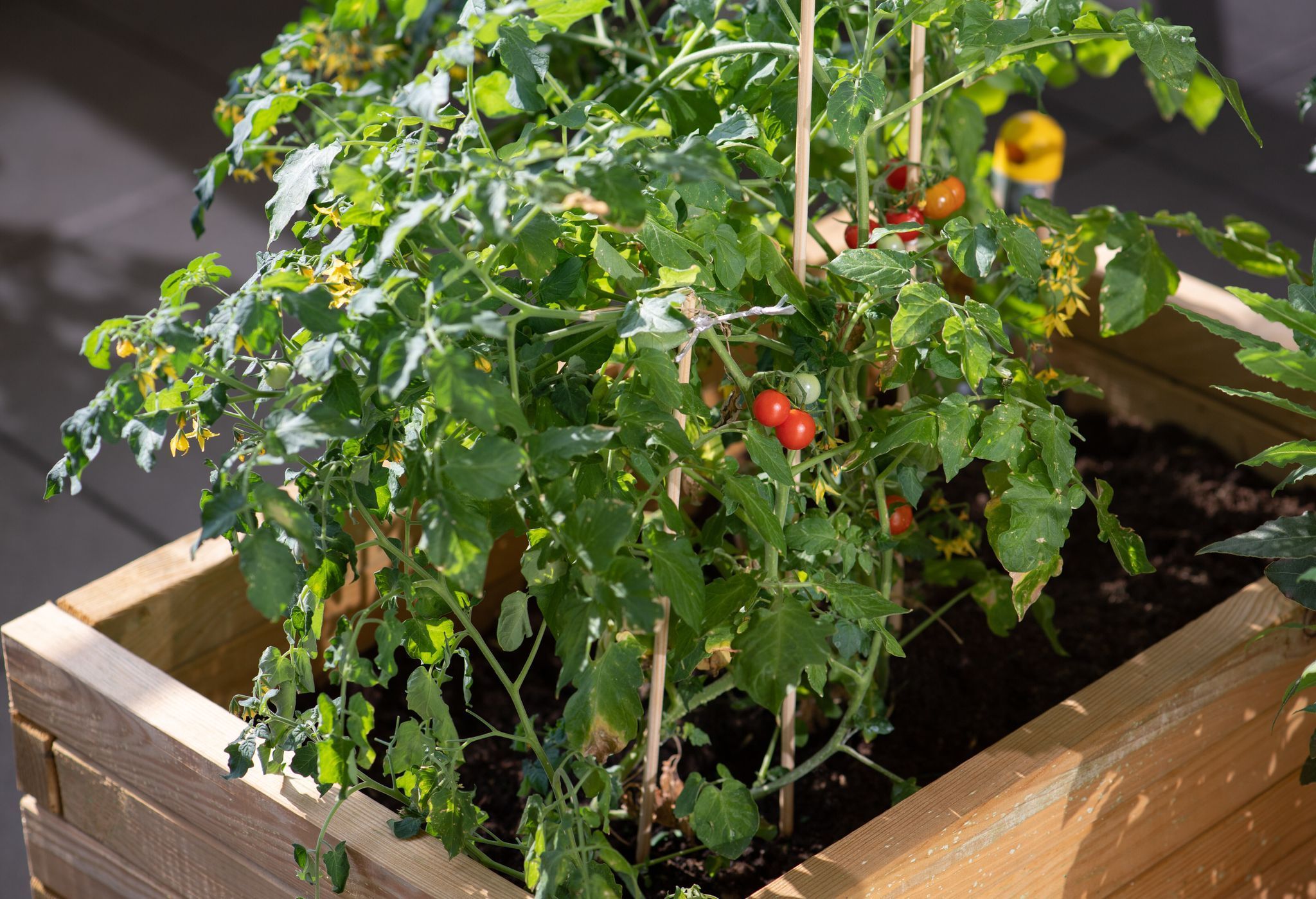 Tomaten im Hochbeet auf einem Balkon