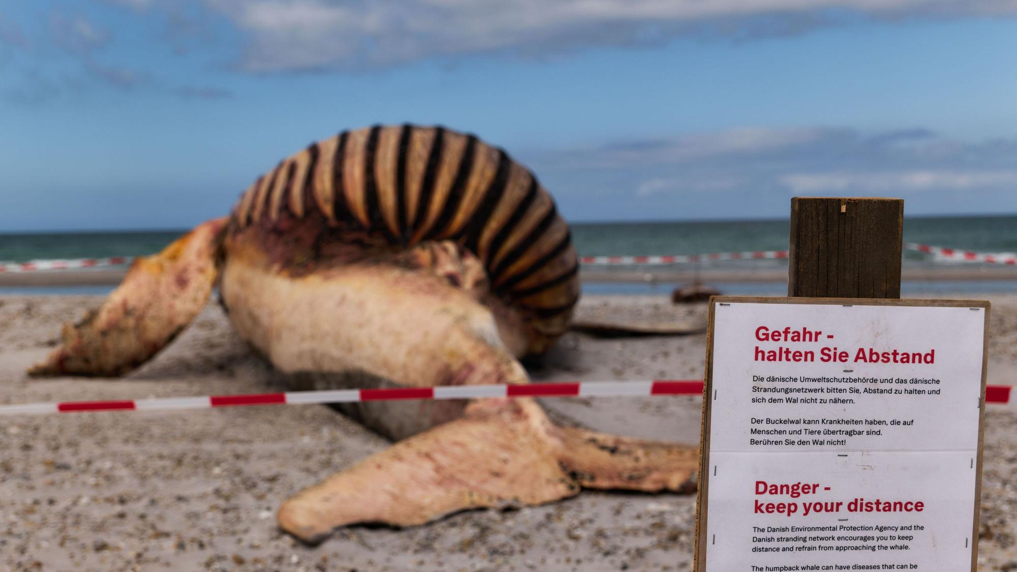 Die dänische Umweltschutzbehörde und das dänische Strandungsnetzwerk warnen auf einem Schild am Strand der dänischen Insel Anholt davor, sich dem toten Wal zu nähern.