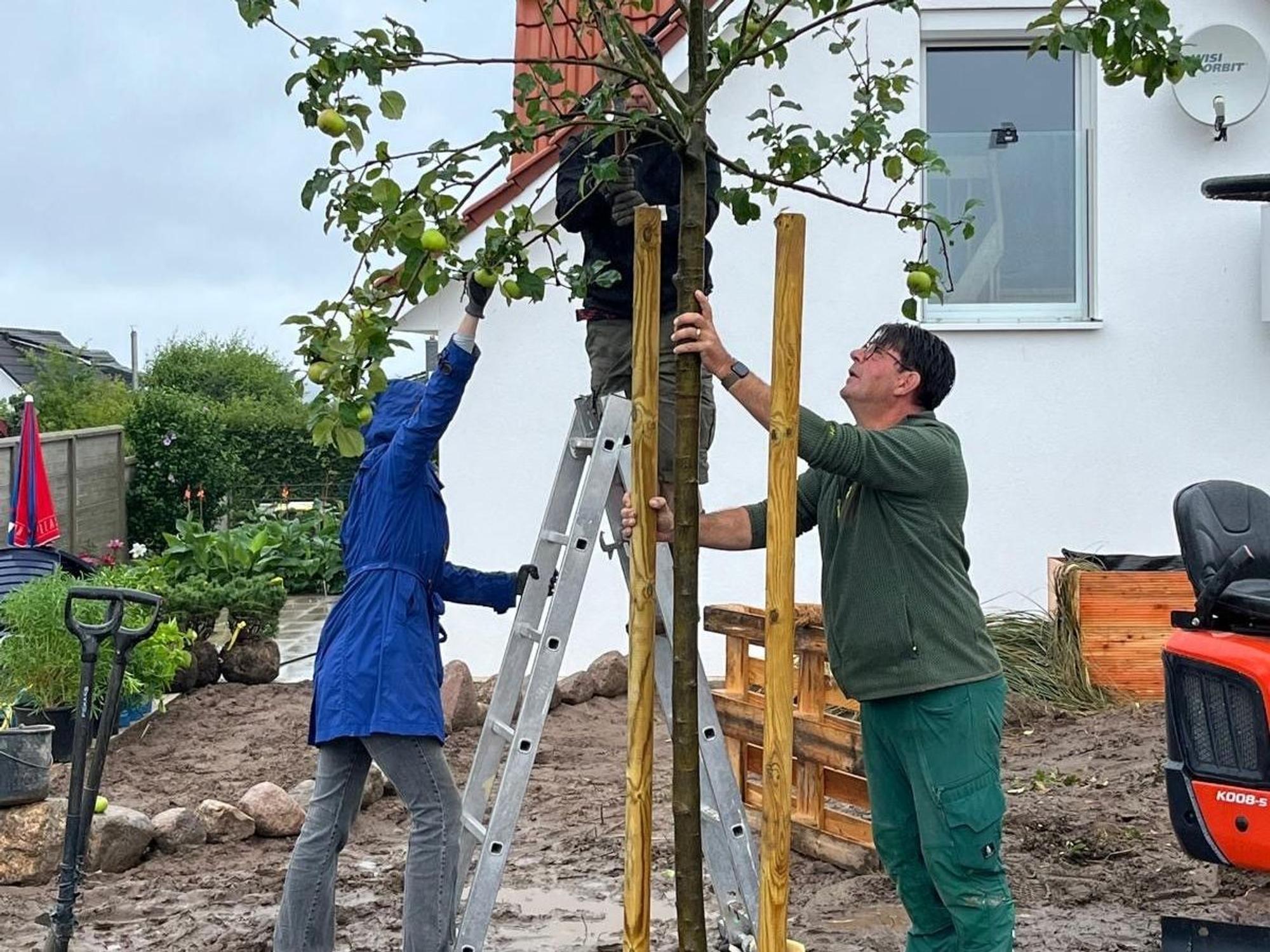 Drei Männer pflanzen einen Apfelbaum.