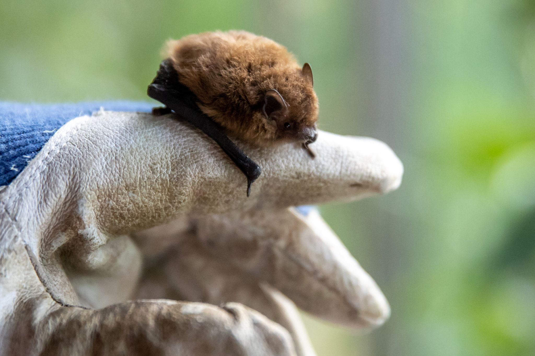 Fledermaus