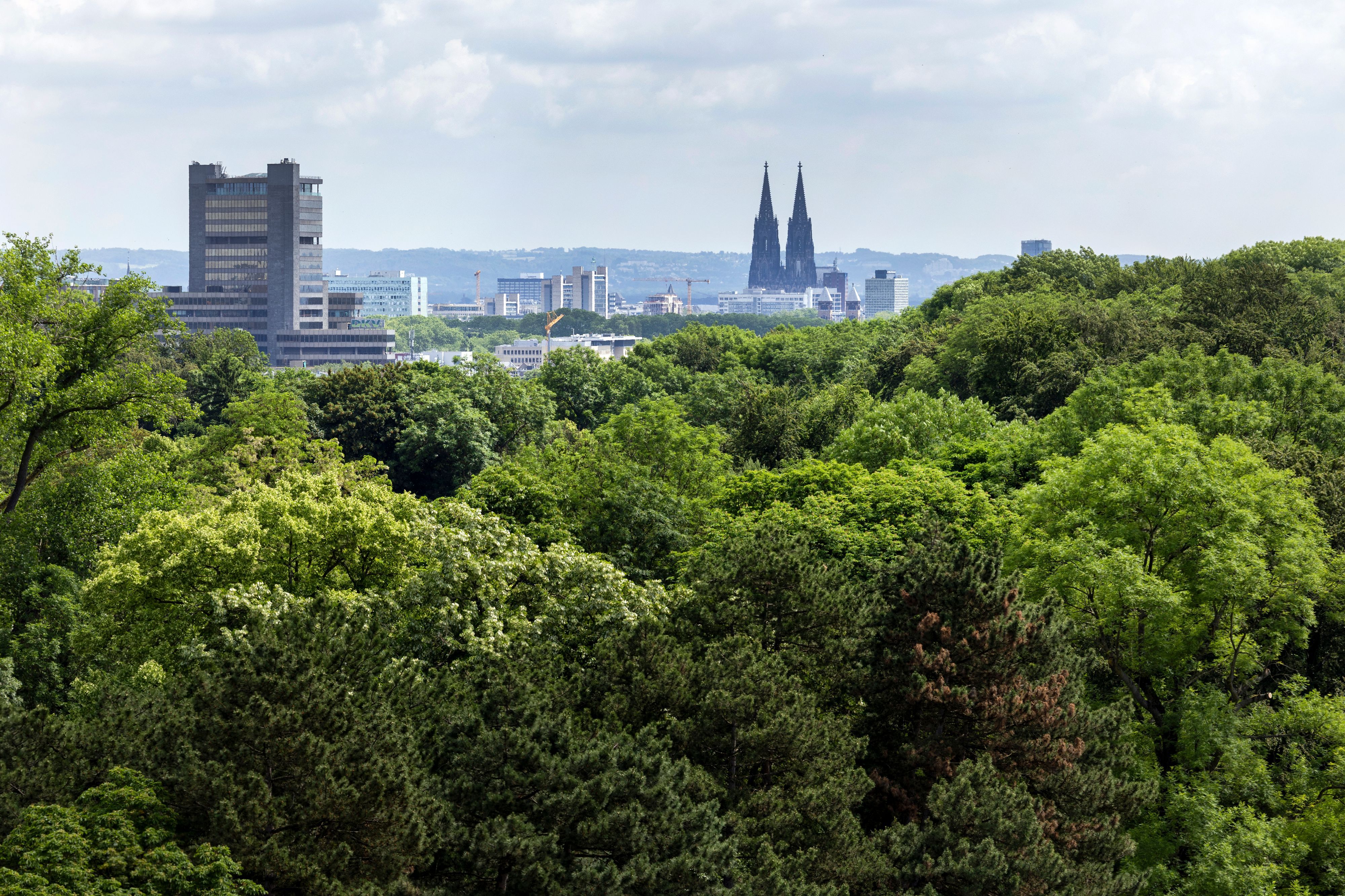 Blick vom Dach des Rhein-Energie-Stadions über den Stadtwald hinweg in Richtung Kölner Dom.