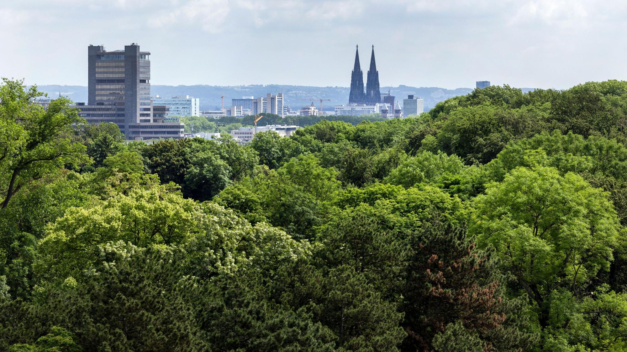 Blick vom Dach des Rhein-Energie-Stadions über den Stadtwald hinweg in Richtung Kölner Dom.