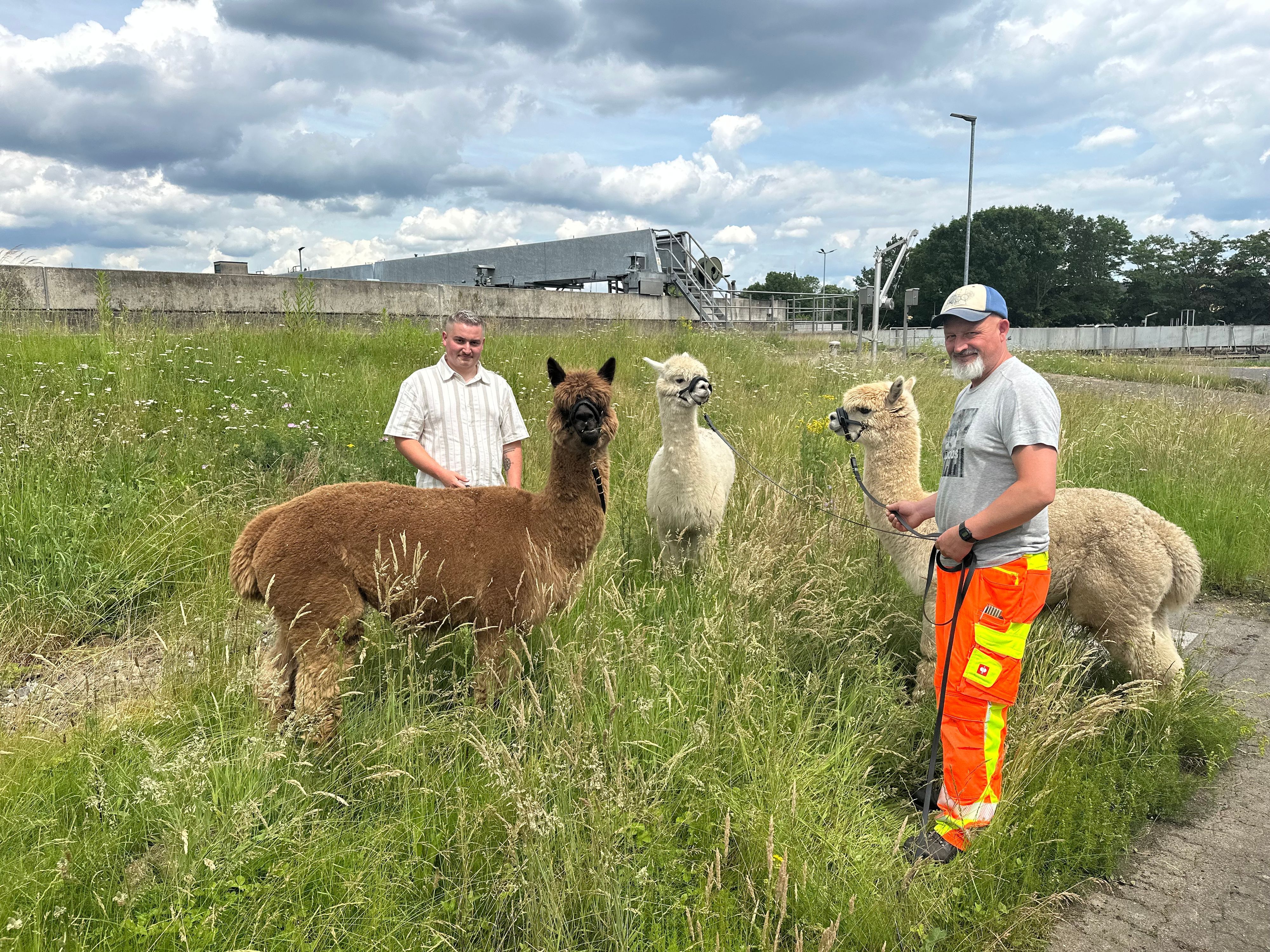 In der Zentralen Abwasserbehandlungsanlage der Stadt Sankt Augustin pflegen drei Alpakas die Grünflächen. Die Mitarbeiter kümmern sich um die Tiere: Abwassermeister Lukas Podack (links) und Abwasserfachkraft Alex Killert.
