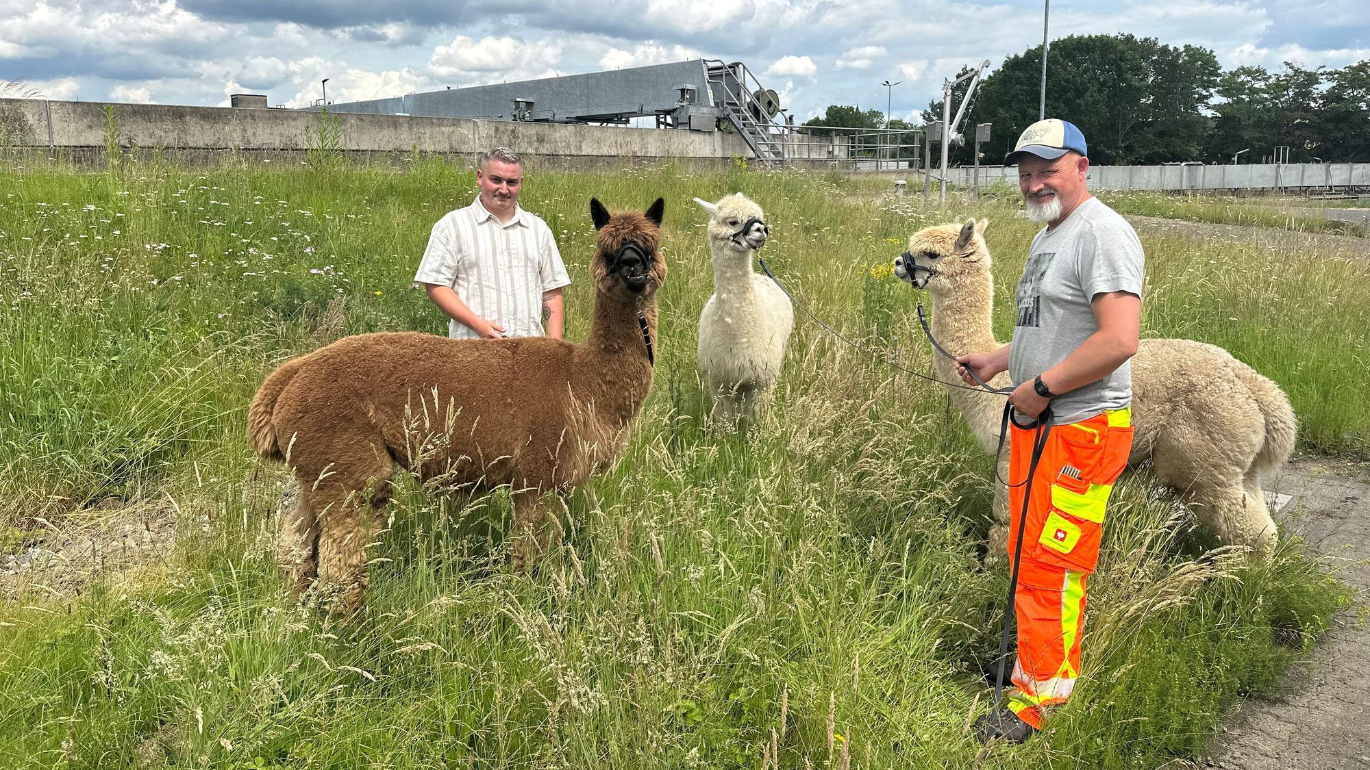 In der Zentralen Abwasserbehandlungsanlage der Stadt Sankt Augustin pflegen drei Alpakas die Grünflächen. Die Mitarbeiter kümmern sich um die Tiere: Abwassermeister Lukas Podack (links) und Abwasserfachkraft Alex Killert.