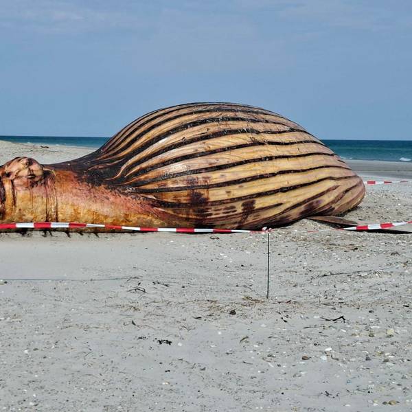 Weitere Entwicklung zum Buckelwal in der Ostsee