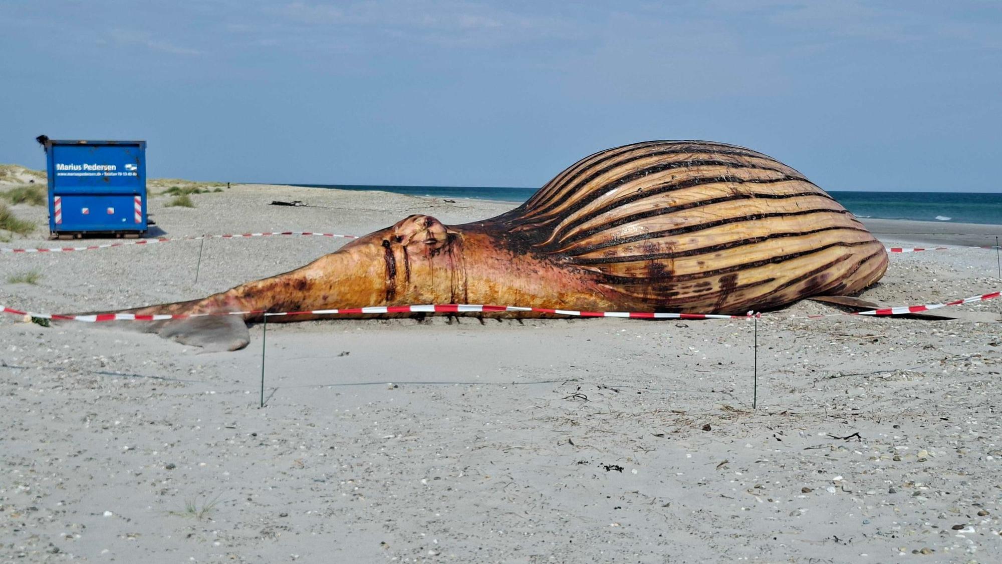 Weitere Entwicklung zum Buckelwal in der Ostsee