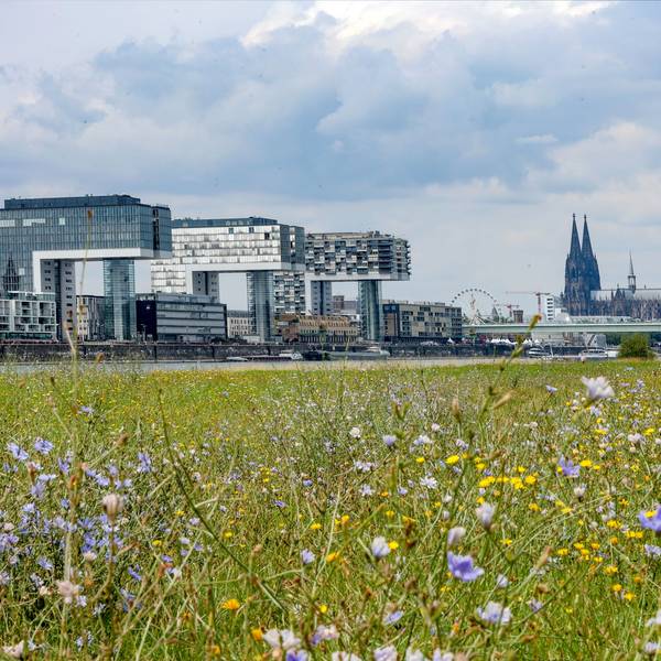 Der Kölner Dom, die Kranhäuser links und das Riesenrad dahinter - zu sehen von den Poller Wiesen.