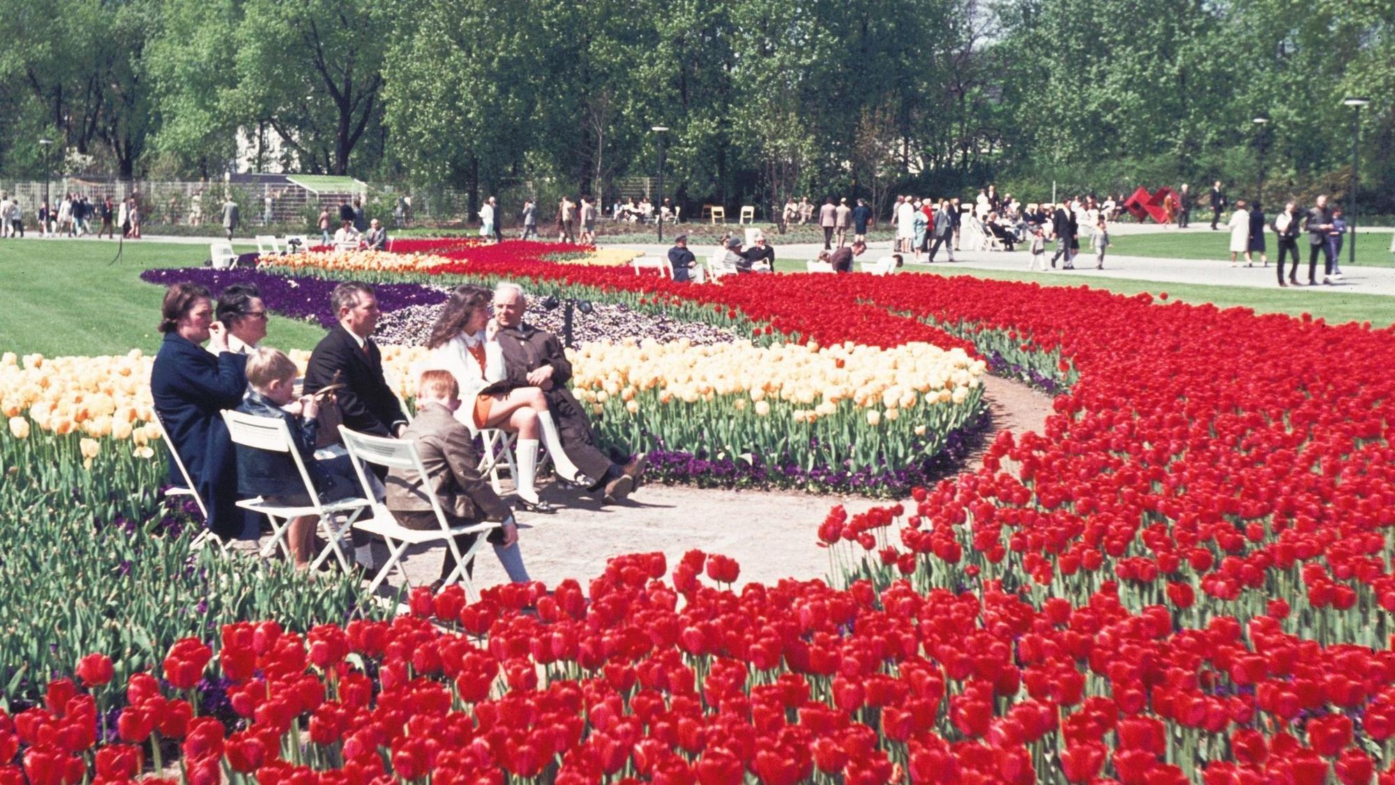 Großflächige Blütenpracht in der Riehler Aue: Die linksrheinische Fläche südlich der Mülheimer Brücke war Teil der Bundesgartenschau 1971.