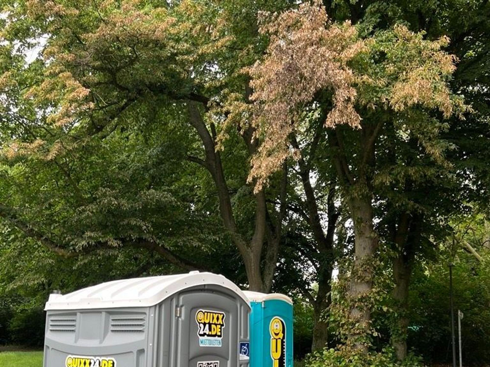 Die angesengten Blätter des Baums zeugen noch von dem Feuer, das am 29. Mai in den Toilettenhäuschen des Beethovenparks ausgebrochen war.