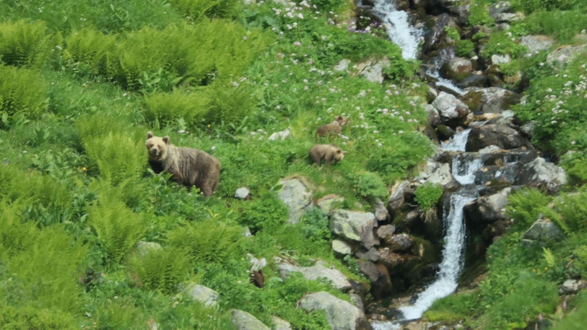 Freilebende Bären in der Slowakei
