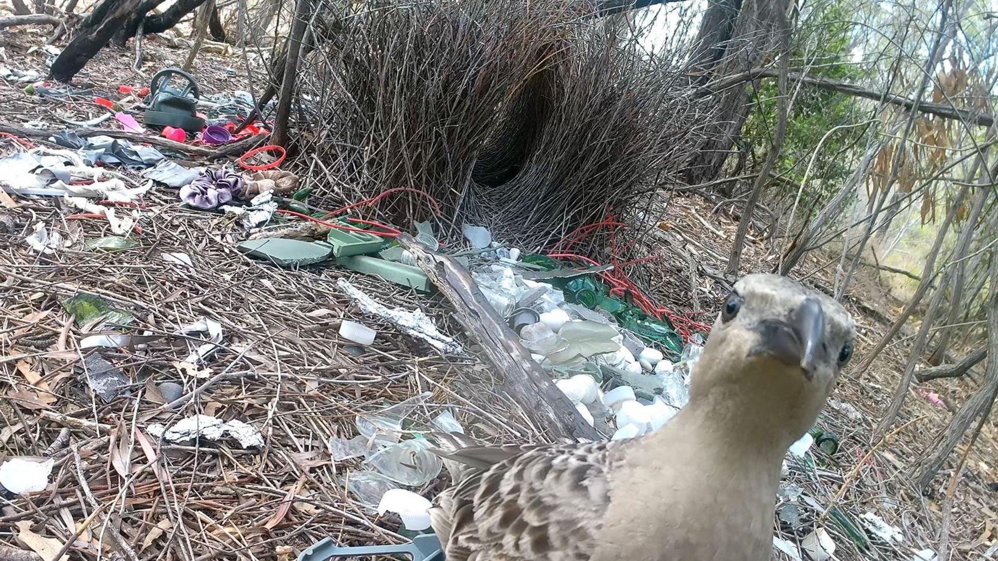 Balzverhalten von australischen Laubenvögeln
