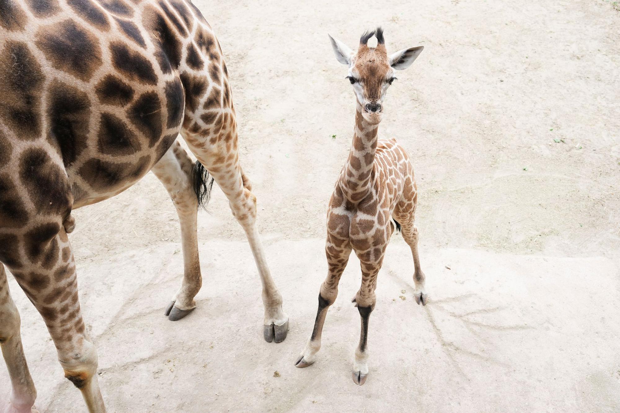 Model Linus Weber wird Namenspate für Giraffenjungtier