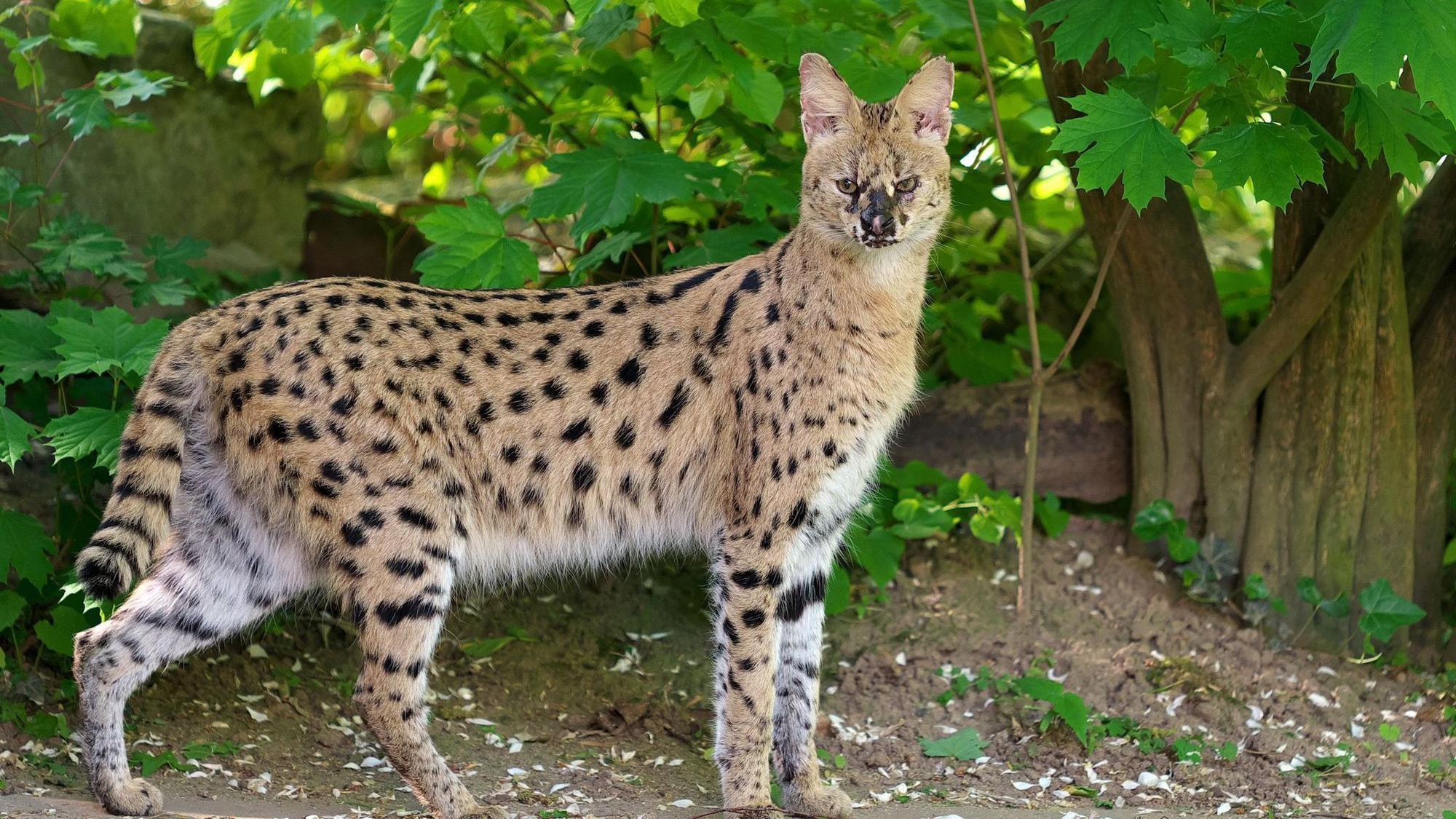 Serval gesucht - Wildkatze aus Krefelder Zoo entlaufen