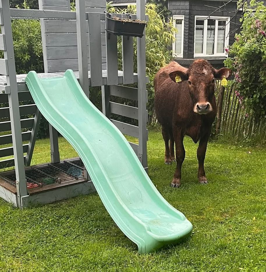 Eine Kuh neben einer Kinderrutsche im Garten.