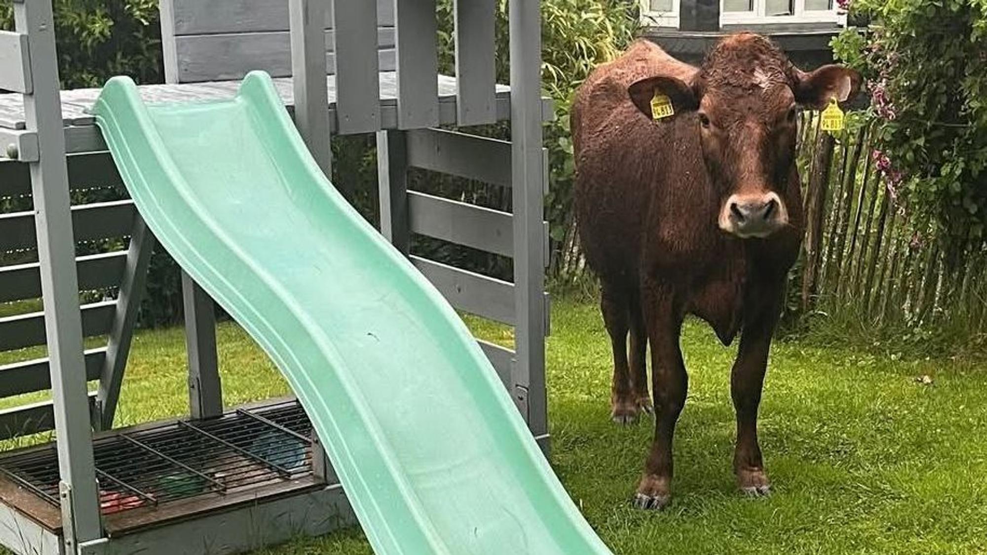 Eine Kuh neben einer Kinderrutsche im Garten.