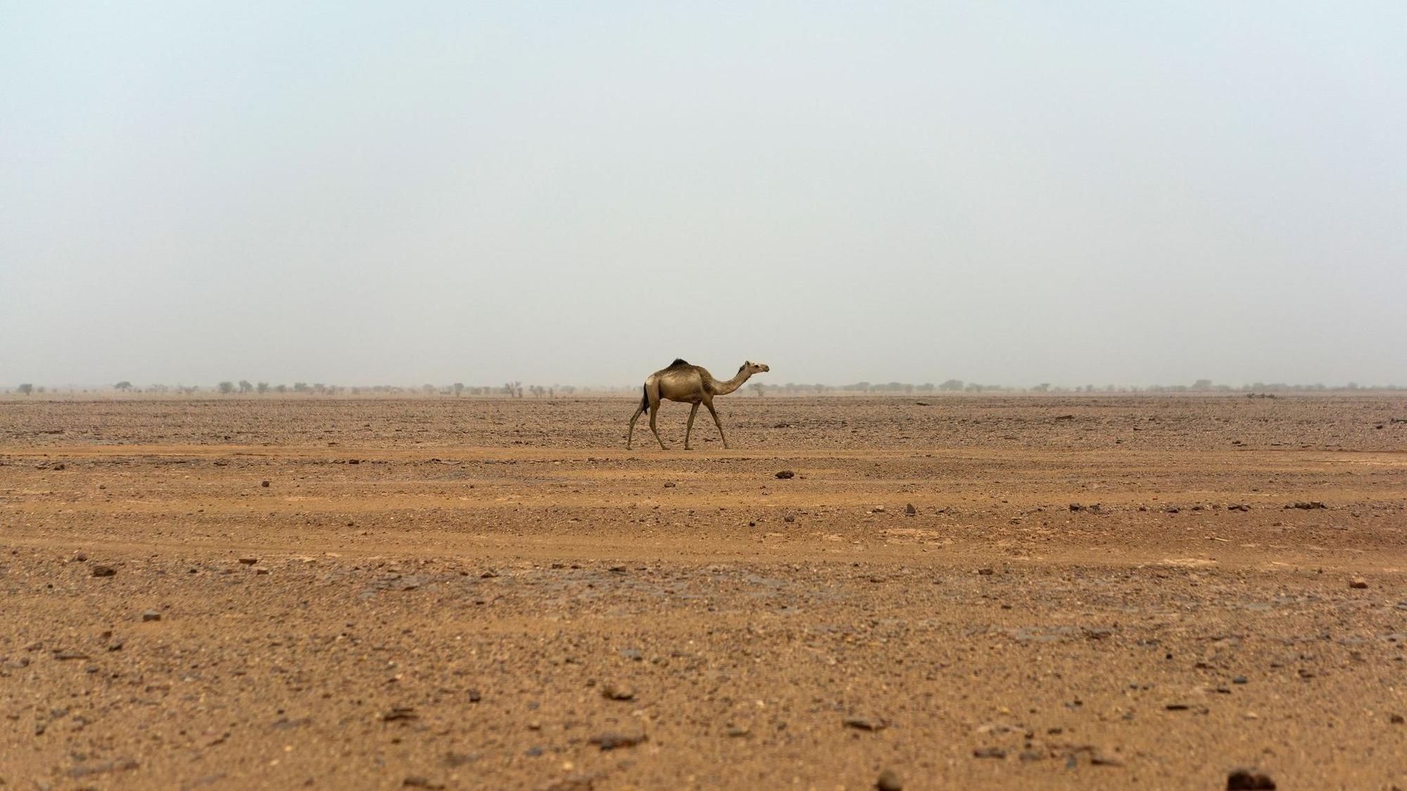 Sahara im Niger