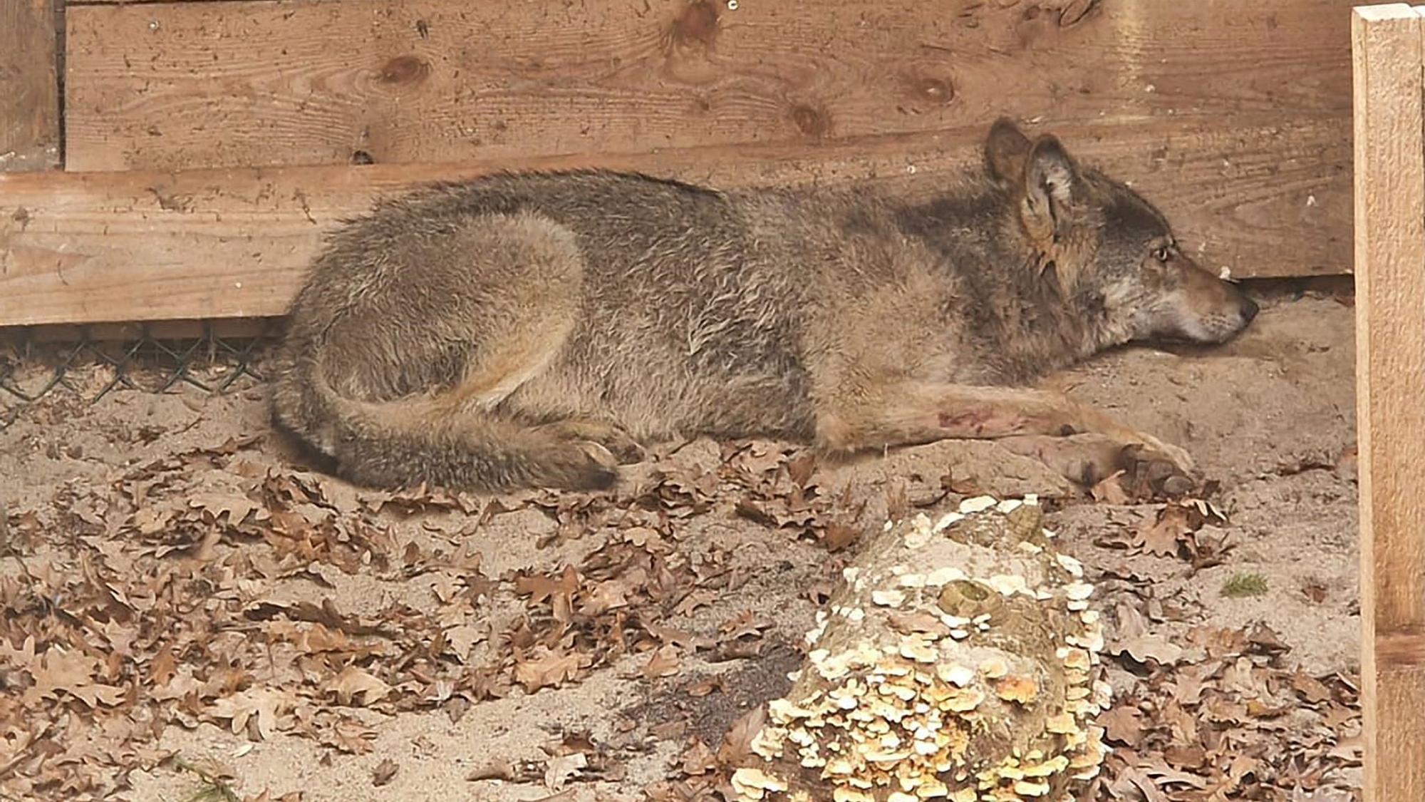 Hamburger Wolf in Tierauffangstation