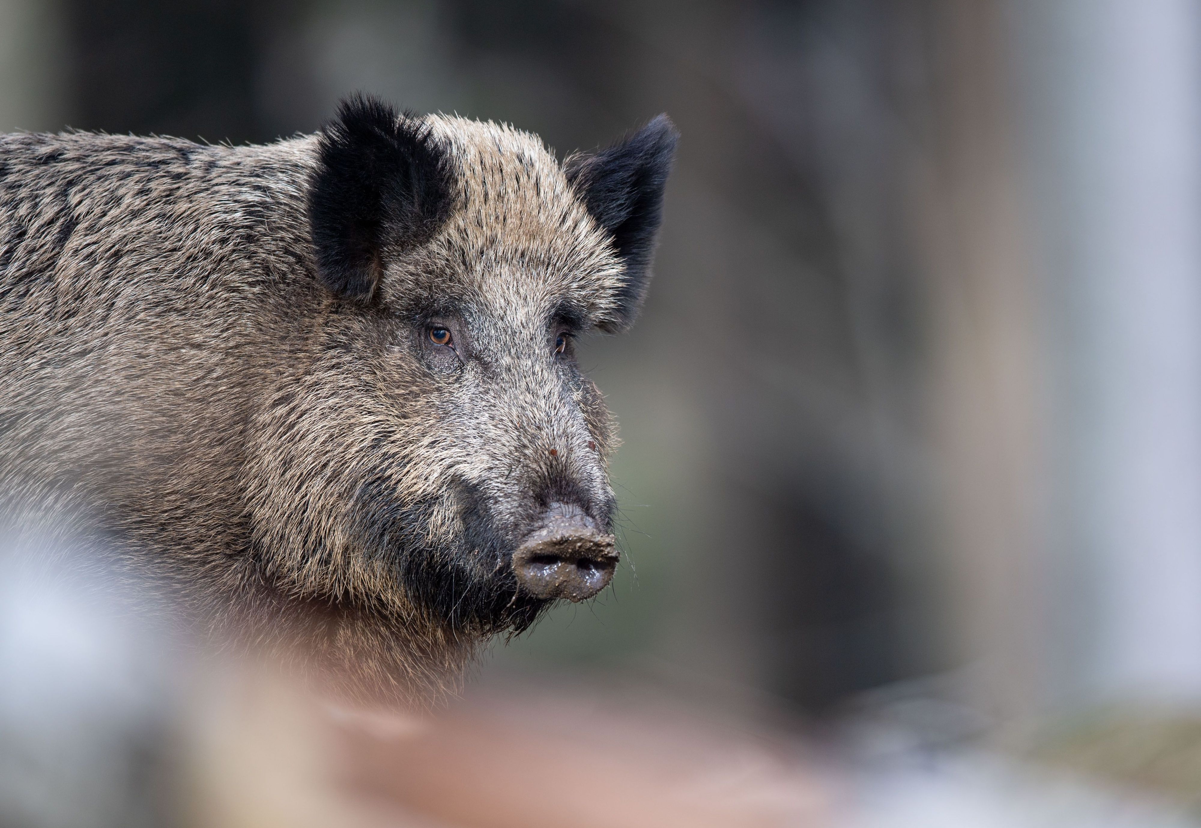 Zwei Wildschweine verendeten auf der A4 bei Kerpen nach einem Zusammenstoß mit einem Pkw.